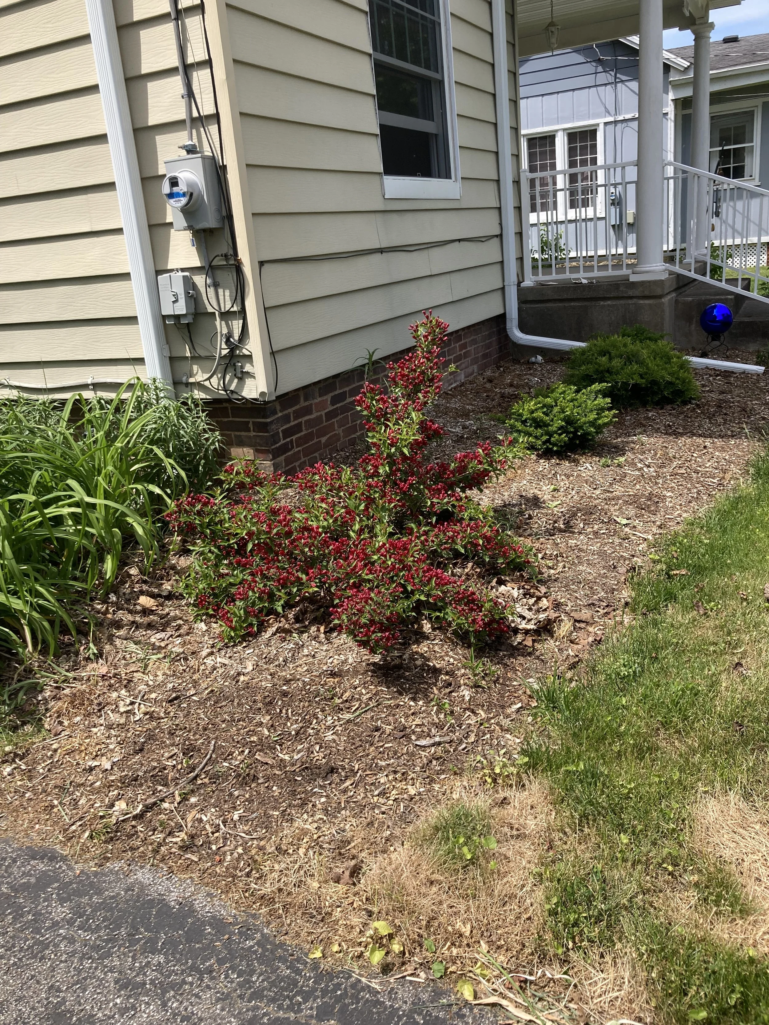 Front flower beds showing wegelia flowering shrub and three evergreen shrubs. This picture shows the area having been freshly weeded and ready for lawn treatments and mulch.