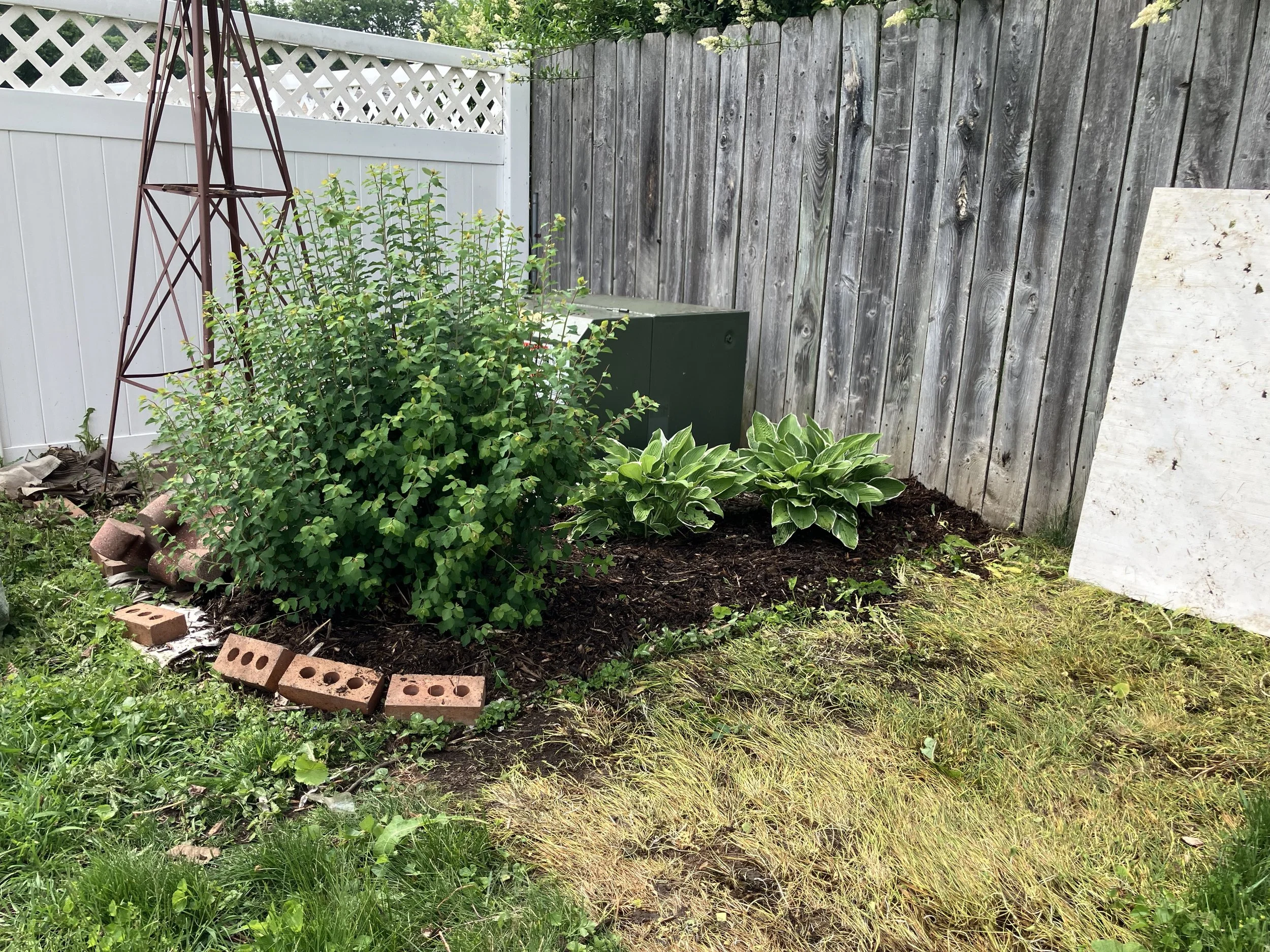 During: More weeds have been removed, spirea pruned and mulch established. The next stage is improving the lawn around this and throughout the yard.