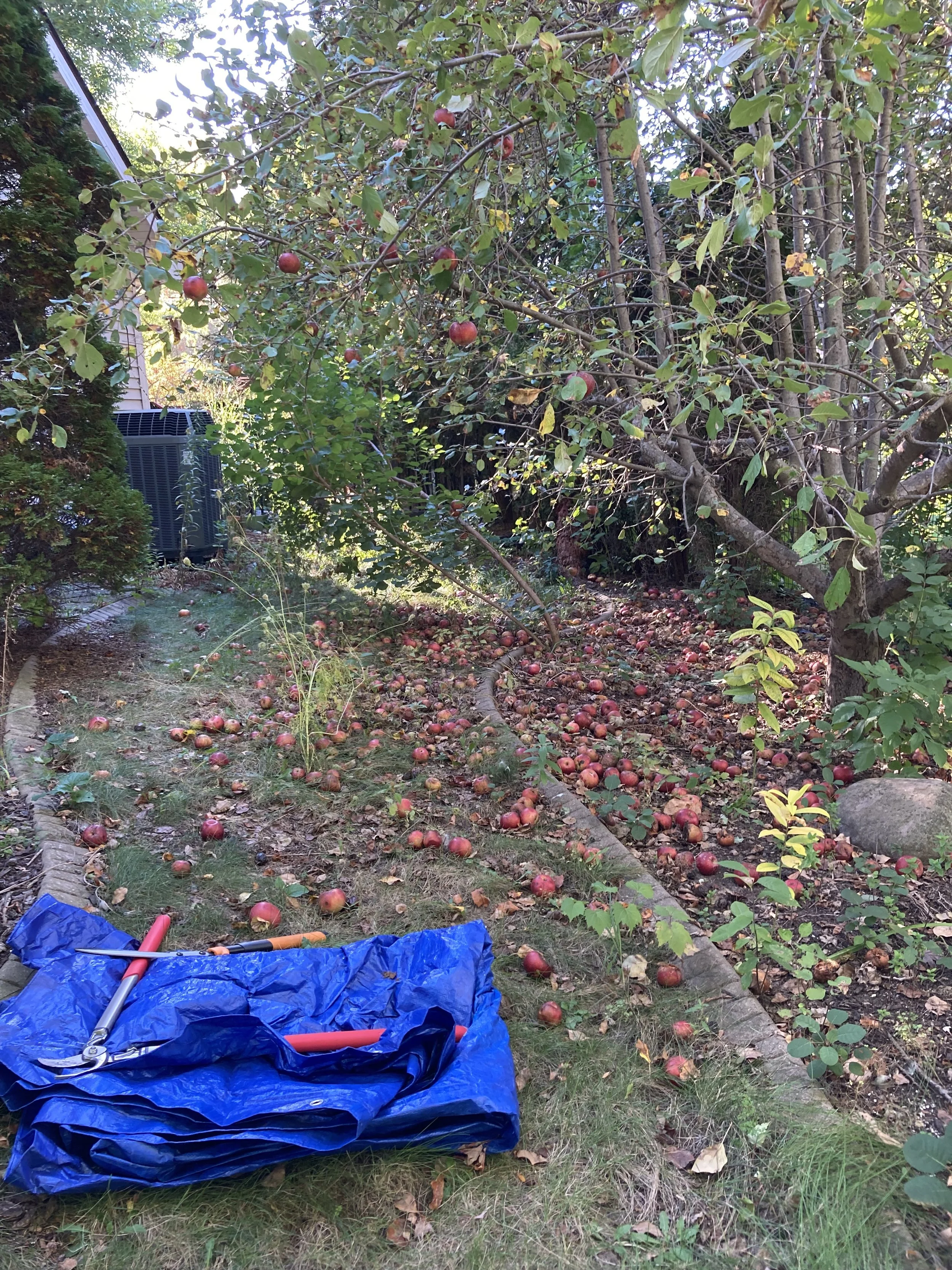 These folks were overwhelmed with the inside tasks getting their home ready for pictures to be listed for sale. The realtor brought in some help to strategize and complete the work. Shown here, an unmoved area with an apple tree, some native flowers