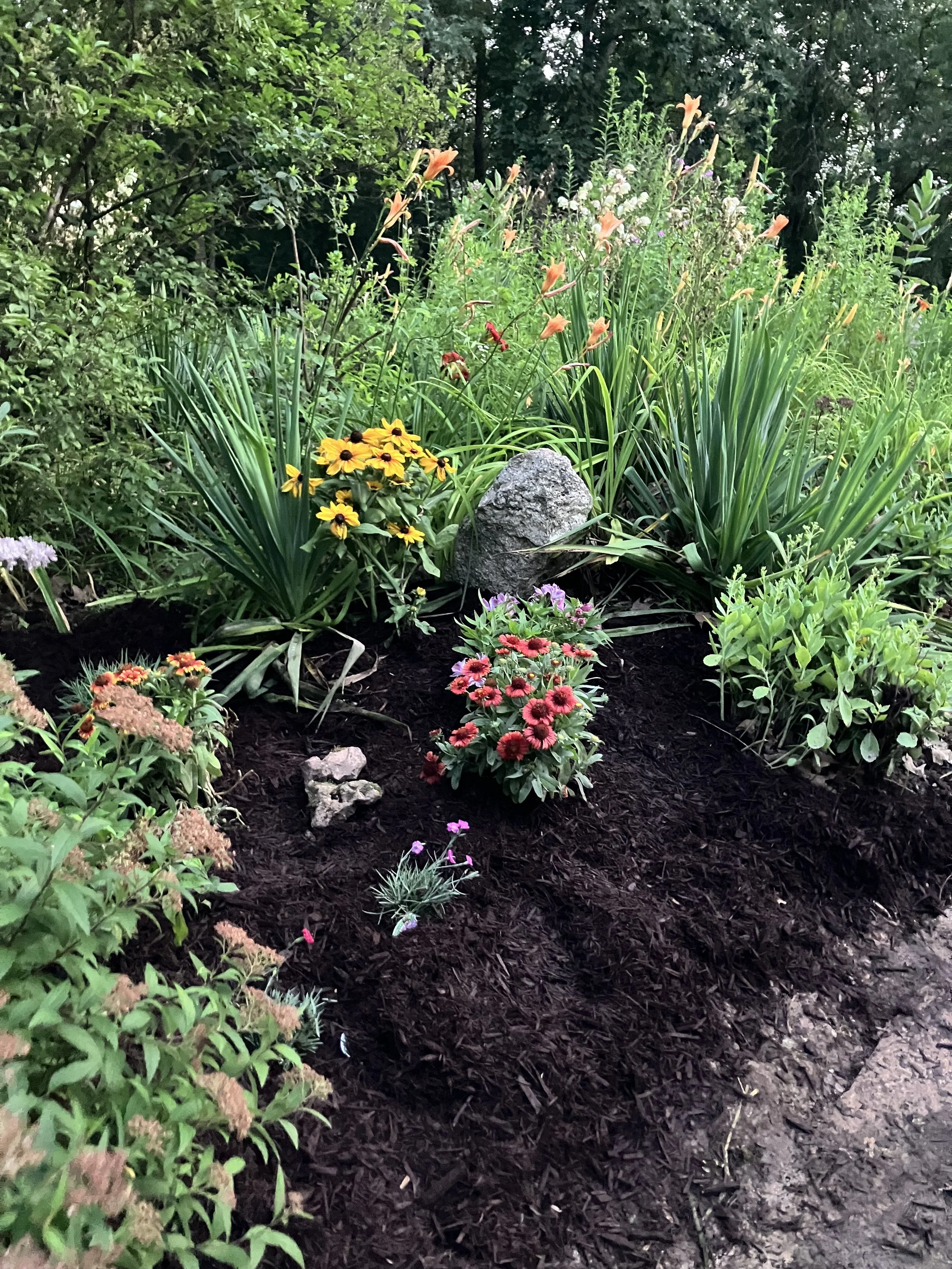 After photo: PWJ removed daylilies, some phlox, aster, violets, and more to reveal some space for new perennials. Client chose the prettiest ones at the garden center and PWJ planted and mulched.