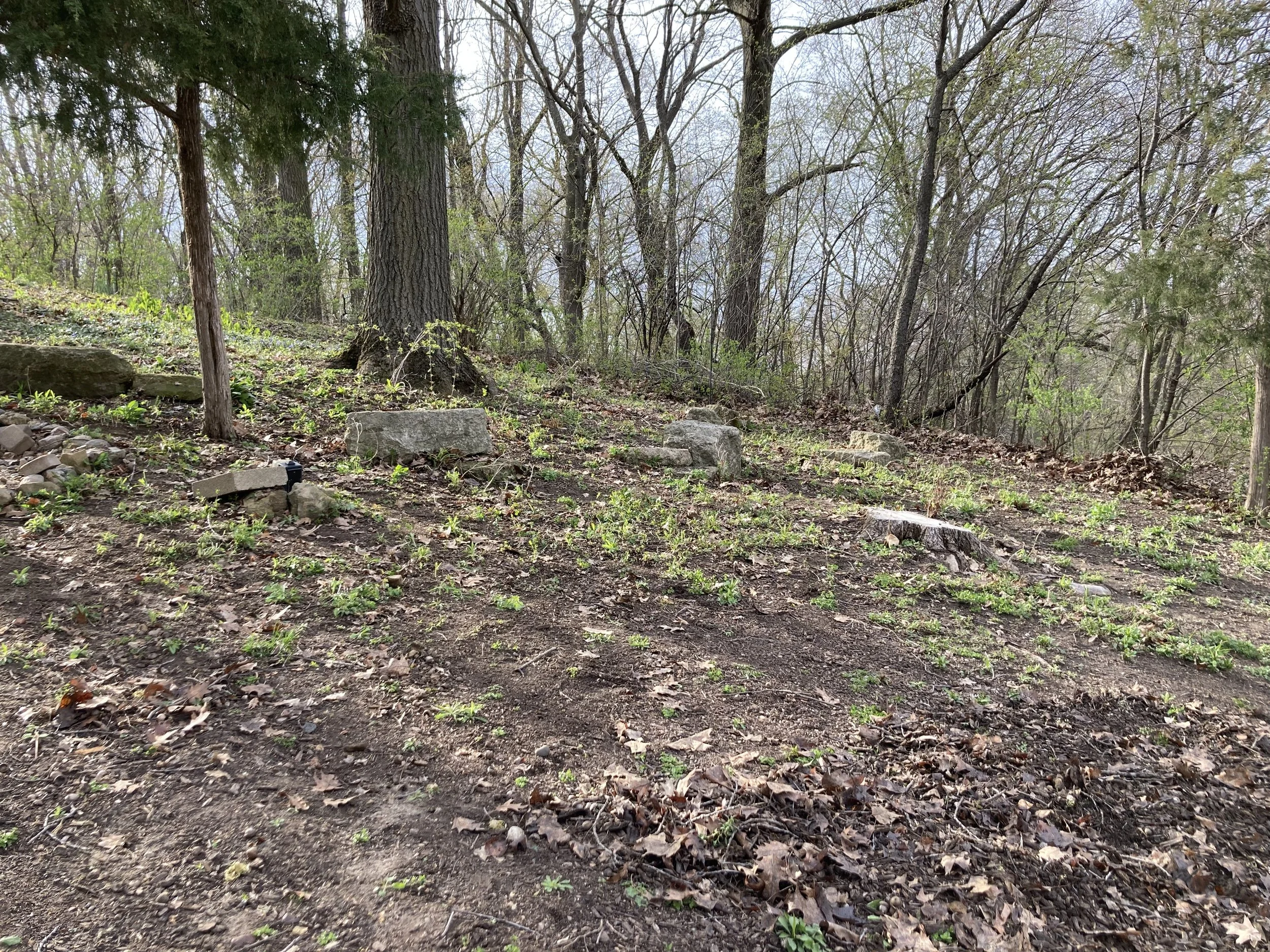 This family needed help identifying native plants and weeds in the yard of the house they moved into in the spring. It was also a few years overdue for mulching, so we made a plan to get caught up with maintenance.