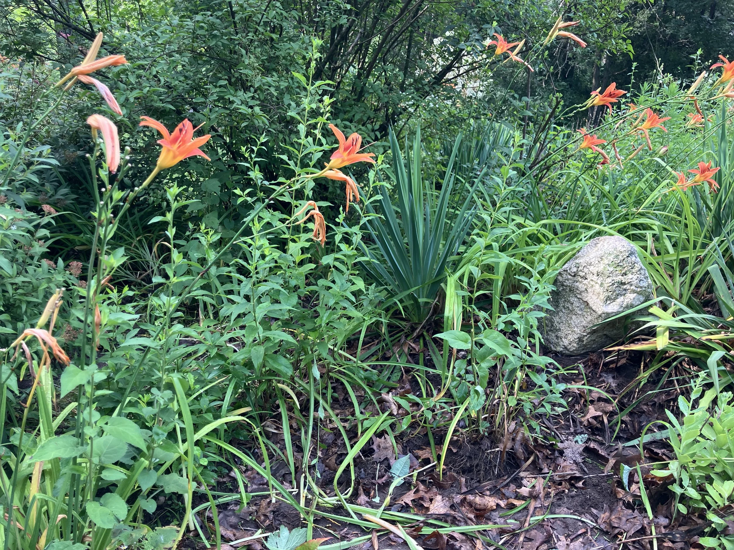 Before: The flower beds used to have many varieties of ornamental lilies, but when one family member passed, the general gardening did too. PWJ came on board to work on things.