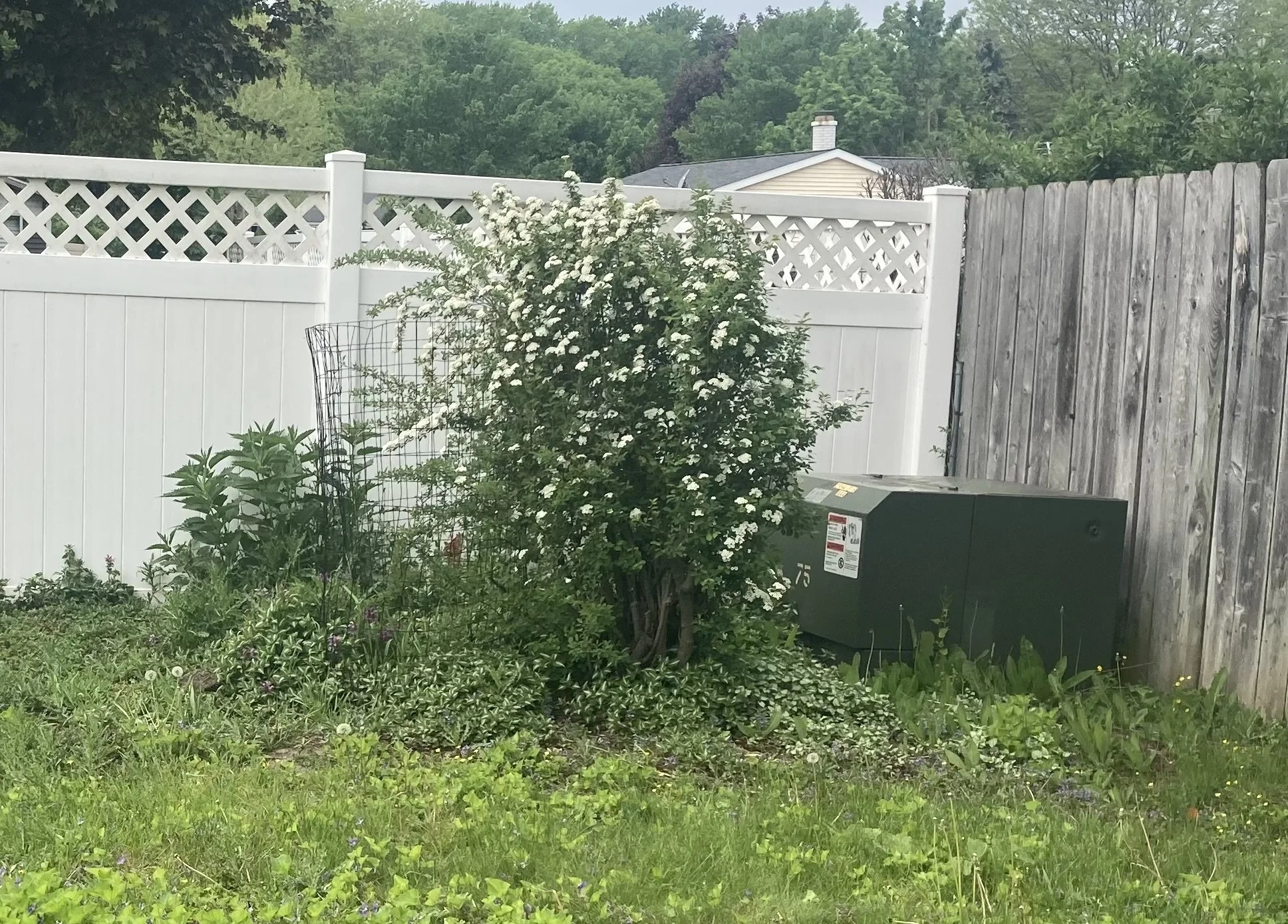 Before: This area had lots of weeds, some pavers, and a spirea shrub to prune.