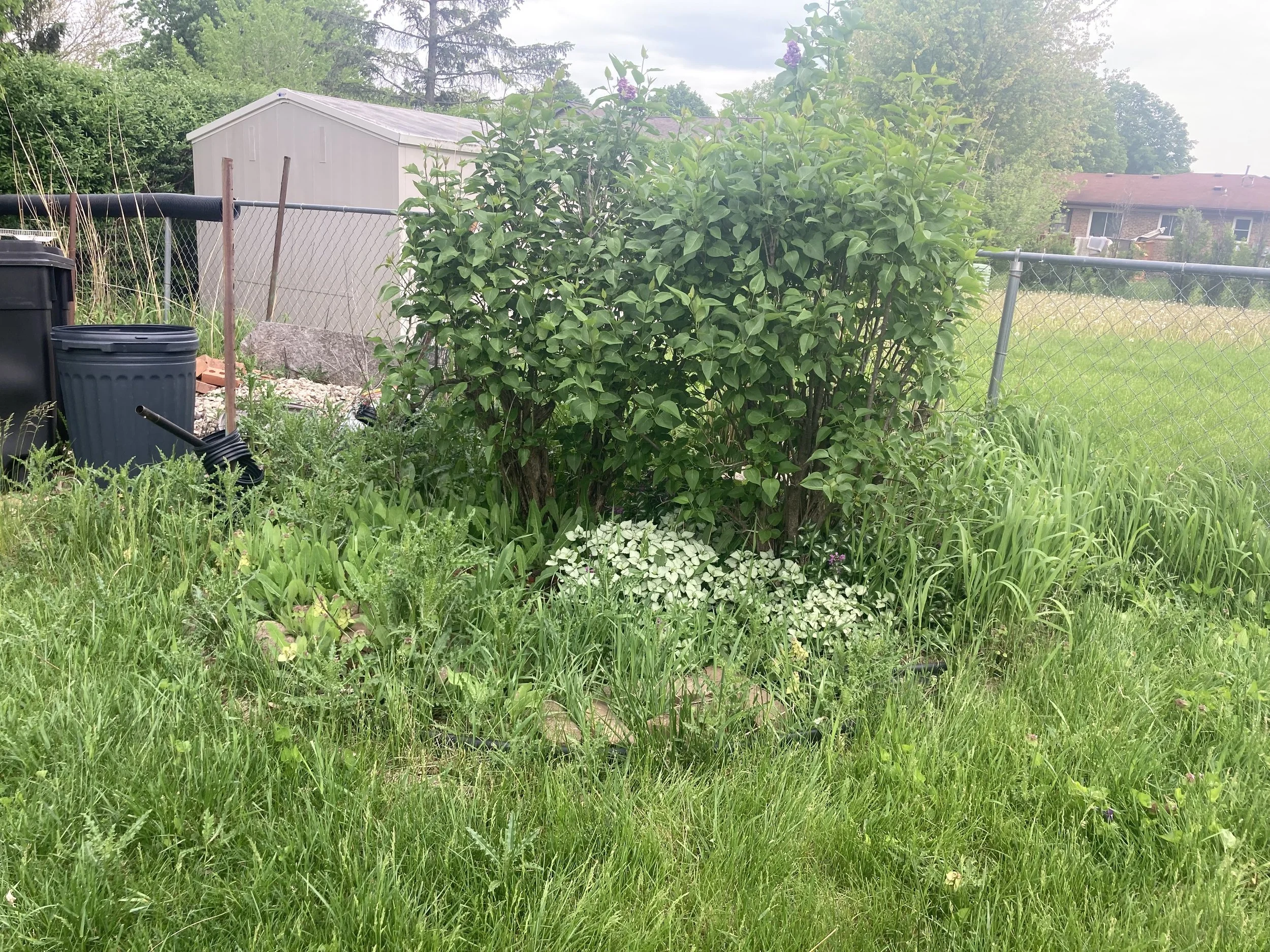 Before photo: The previous owners wanted to flip the house, but didn’t finish the projects. The new owners brought in PWJ to make decisions, take action, and restore beauty here. This is a lilac that has been overgrown of weeds, and there are pavers