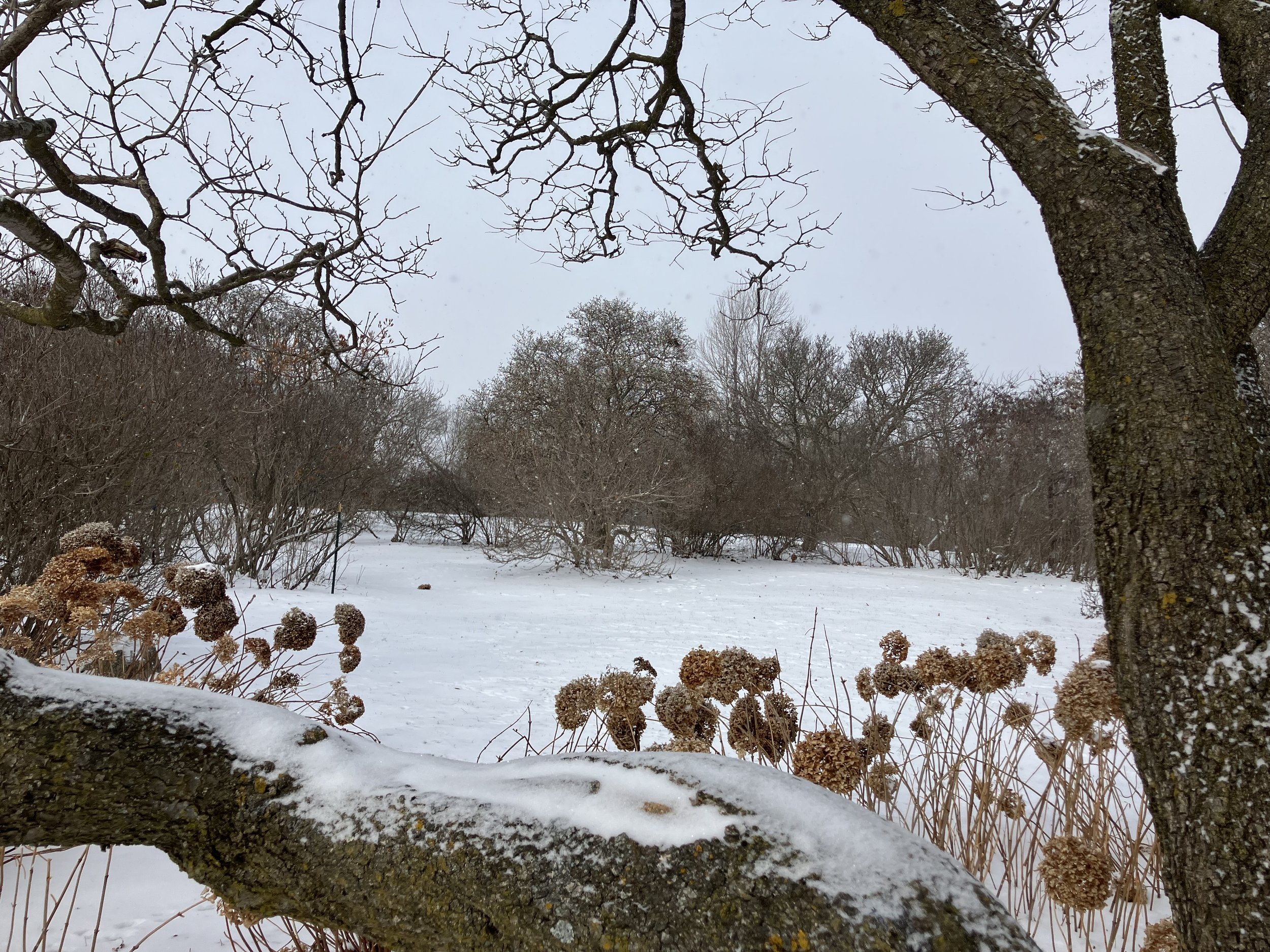 Snow-covered park with leafless trees and dried plants, overcast sky.