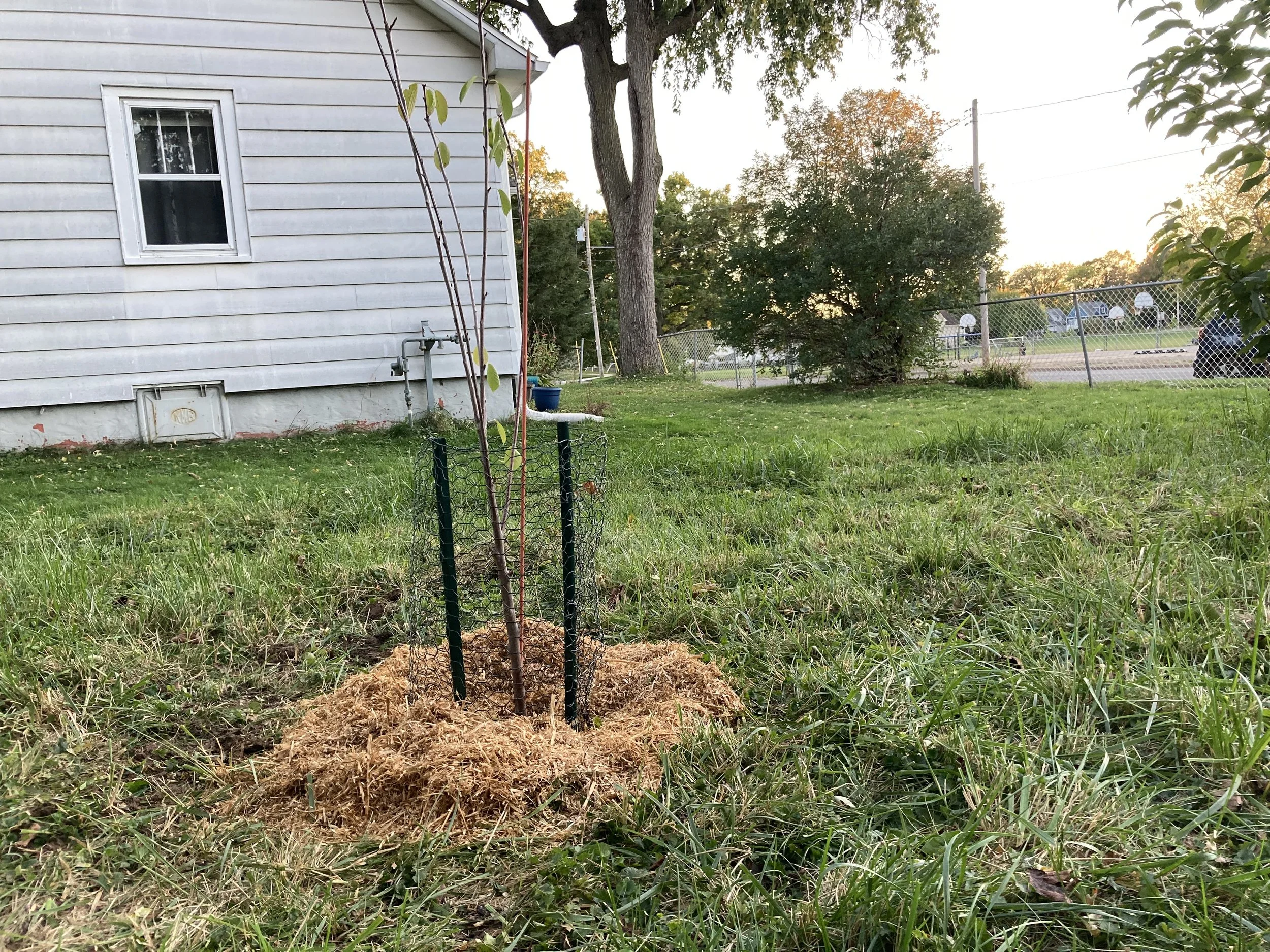 New cherry tree, perfectly spaced with its sibling in the yard.