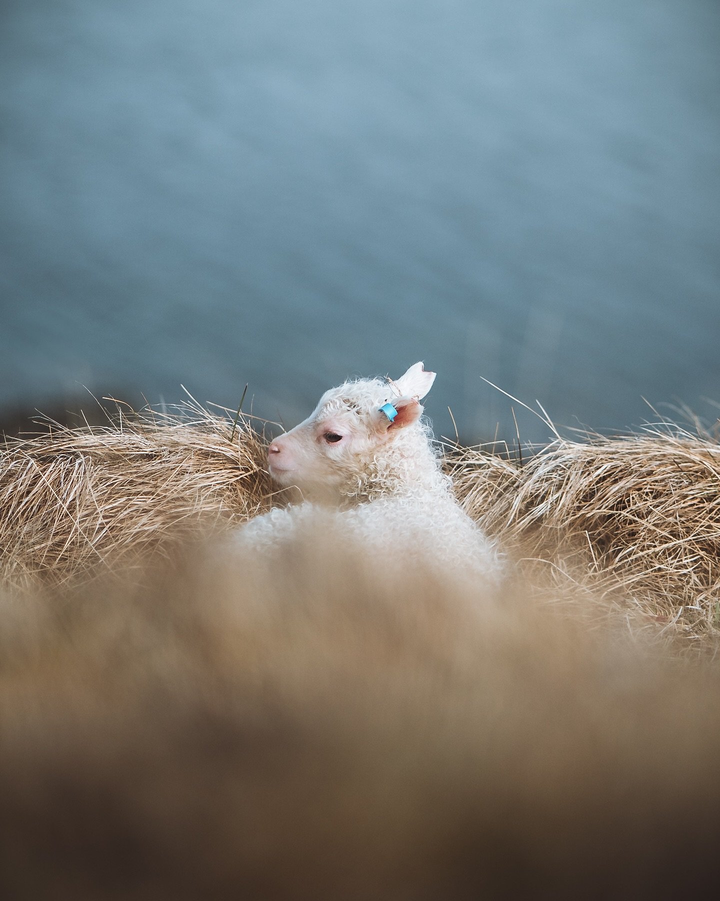 I haven't been doing too great since leaving Iceland. I get some post lambing season depression every year. I always try to fight it and be better than the year before but it never really works. Living my dream life in the middle of nowhere for a mon