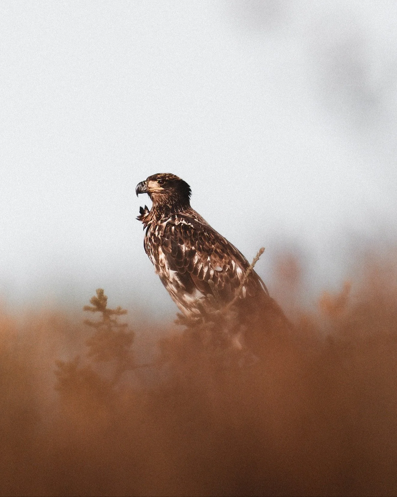 Reminiscing on my autumn trip to Churchhill a few years back. We saw so many Bald Eagles while out searching for polar bears and I got these gorgeous shots of a juvenile with the fall foilage. 

Shot with my dream lens that I was fortunate enough to 