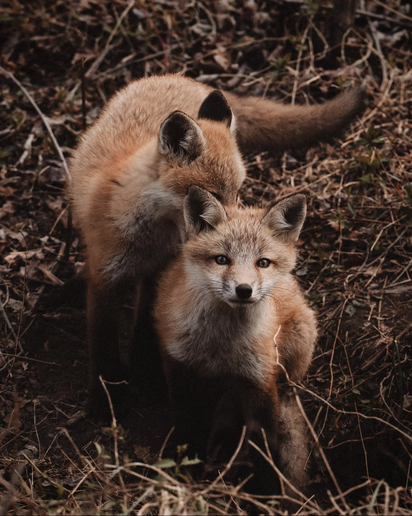 These two fox kits were my first wildlife subjects around 7 years ago. I had just picked up my telephoto lens and went to the wildlife refuge close to where we lived at the time. I was hooked to photography after that. This photo is from the springti