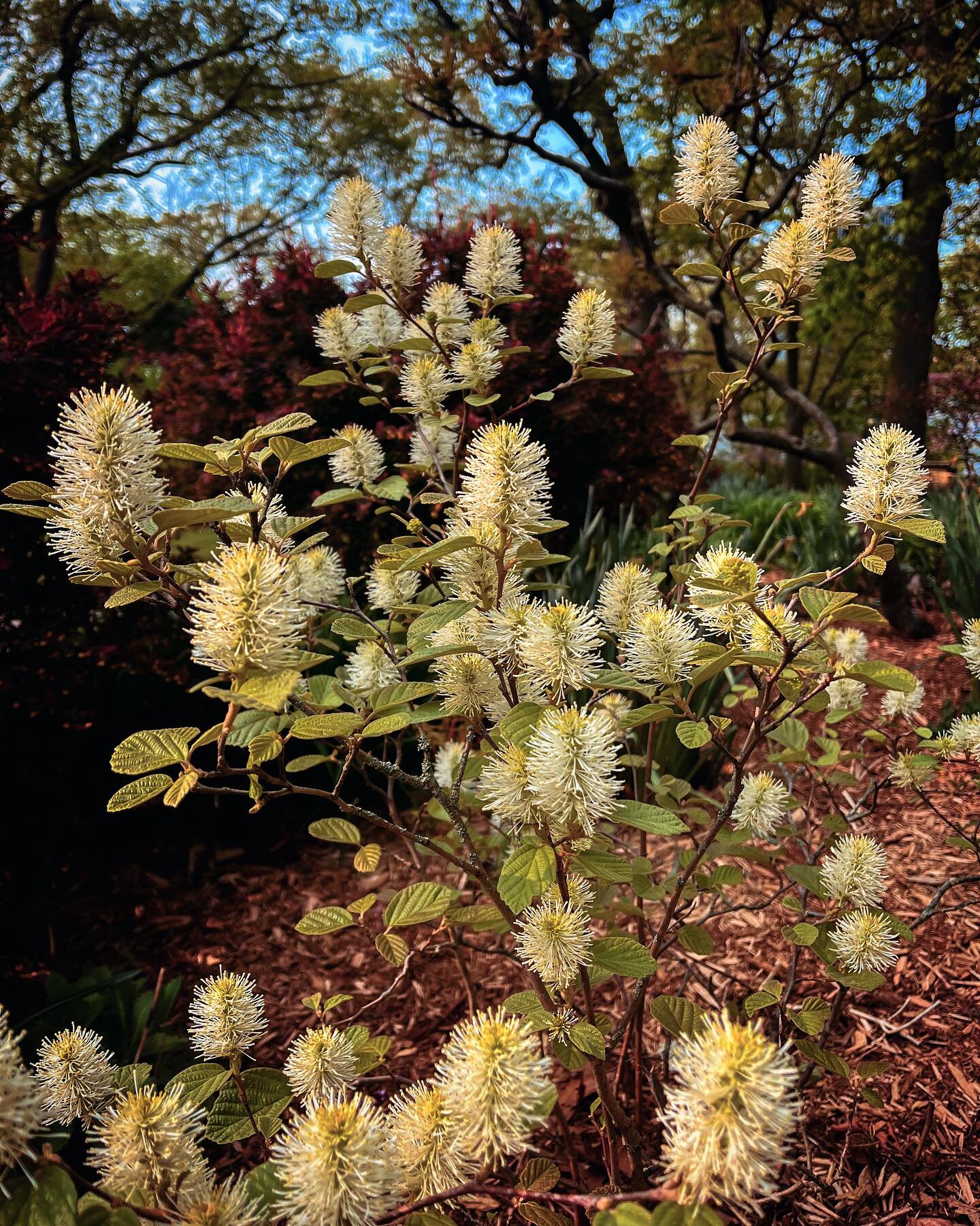 / WITCH ALDER /
.
is one of the common names for Fothergilla gardenii; a most magical shrub. This particular one is a smaller compact variety growing to no higher or wider than 3 feet. 
.
This shrub was familiar to me, but I fell in love with it last