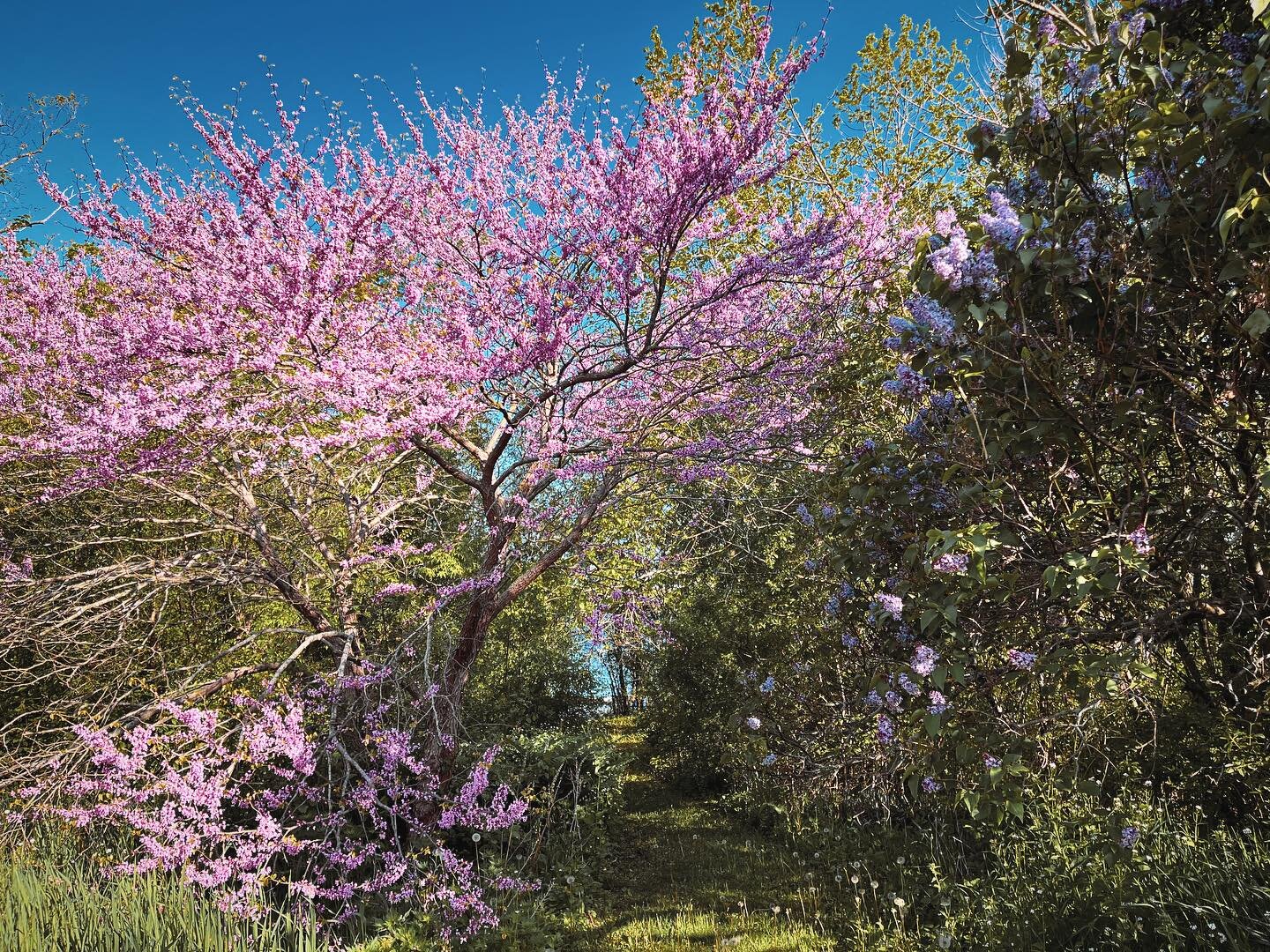 / REDBUD /
.
Soon we will be seeing the frothy pink/purple flowers of the Eastern Redbud (Cercis canadensis). It is one of the earlier spring flowering shrubs and has lovely bright and clean green-blue foliage that turns gorgeous gold in fall. Heart-