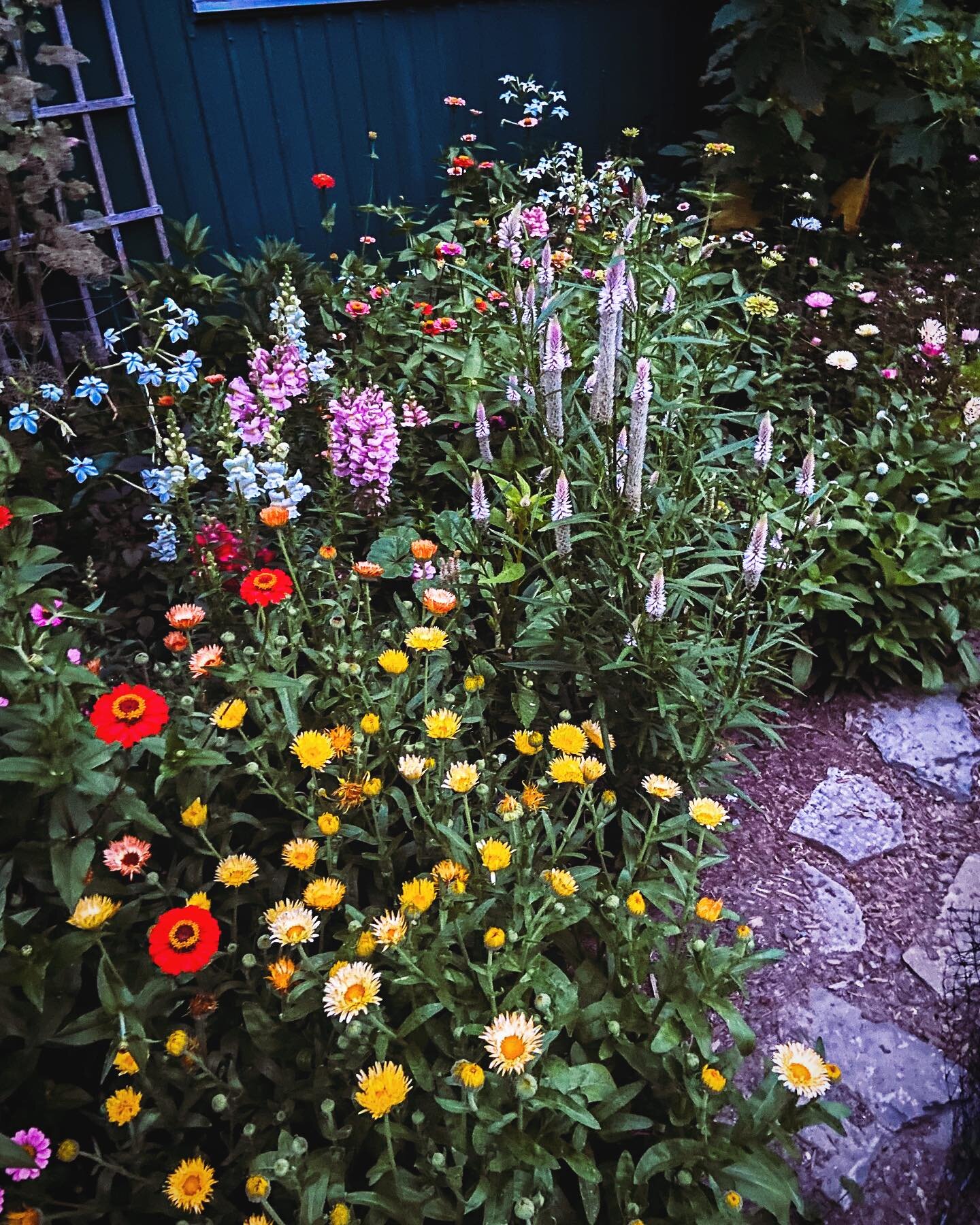 /POCKET GARDEN/
.
A little bit of earth and a few packets of seeds. We made a non-grid cutting garden for a beloved South Bay client a few years ago with locally sourced seed and patience. Rows and rows of tulips followed by Peonies, then Celosia, Sn