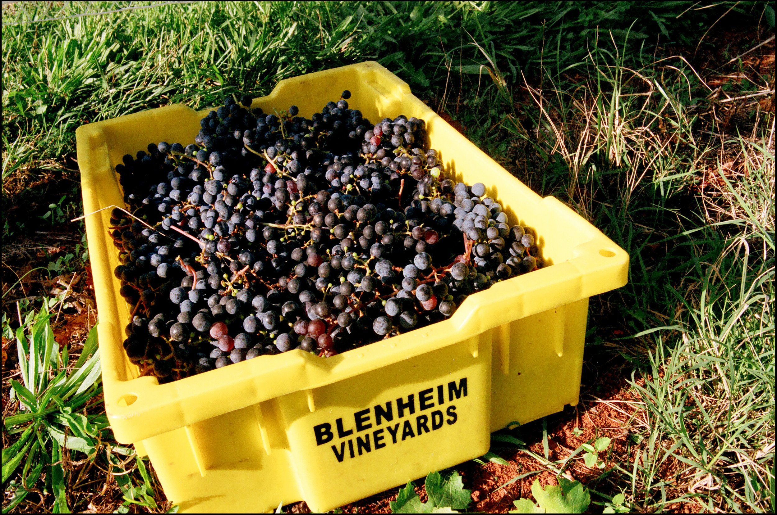 Blenheim Vineyards - Products - 2021 Painted Series Tee