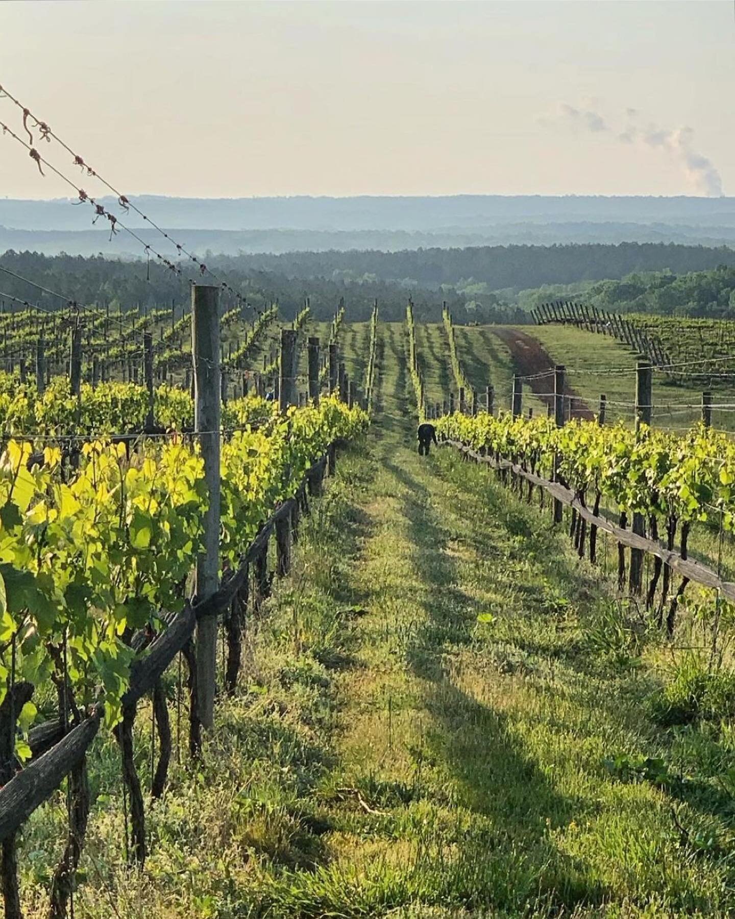 Spring is best spent in the vineyards! This upcoming weekend is full of special events in #vawine country. Whether celebrating Mom or simply looking for a relaxing getaway, head to virginiawine.org/events for more information. 🥂

📷: @blenheimvineya