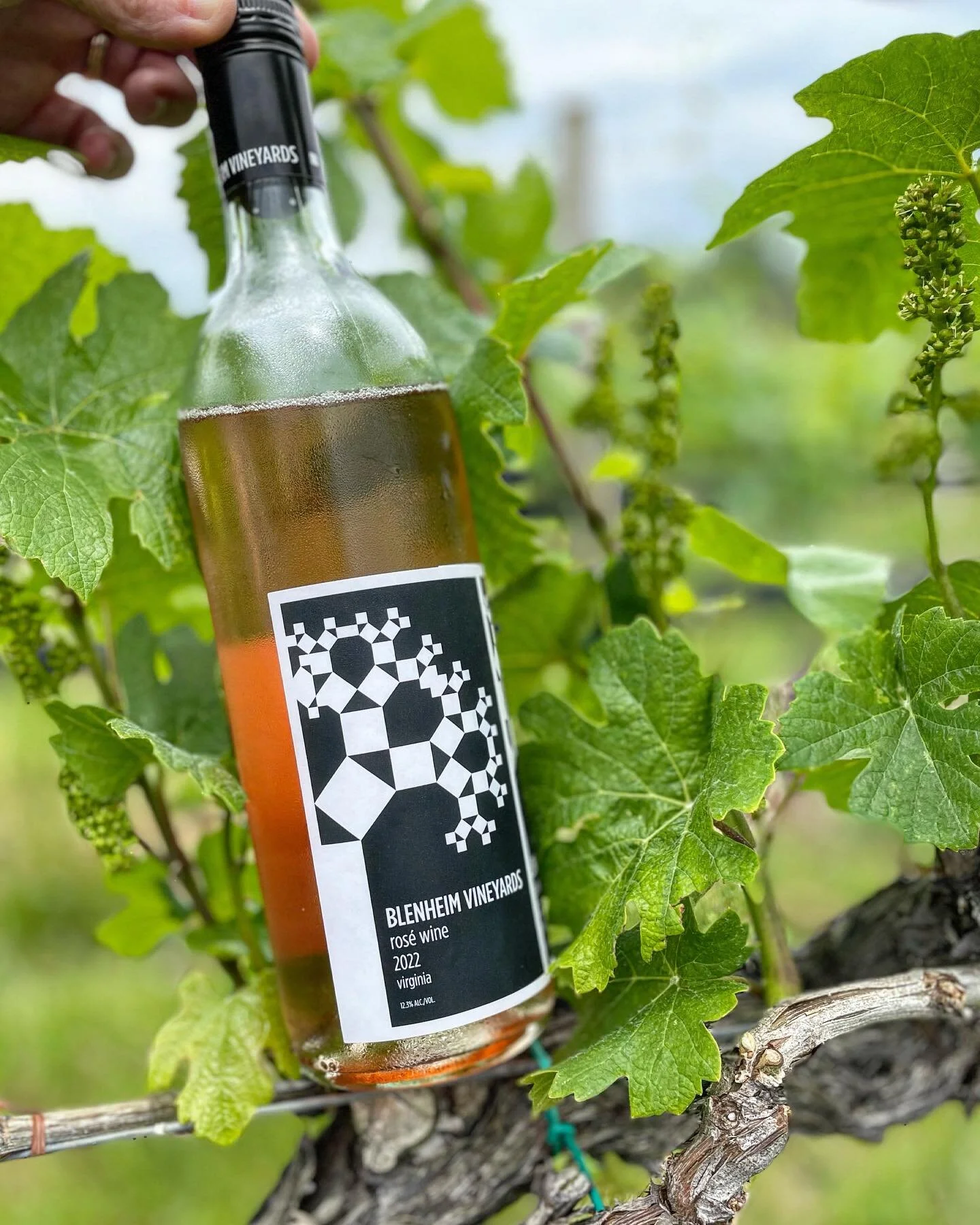 We did not expect the @davematthewsband &lsquo;Walk Around The Moon&rsquo; album release to coincide with our 2022 Ros&eacute; - but here we are 🤯

⚡️May 19, 20, 21 from 11am-5:30pm

🎵 We will stream the album, have limited CD&rsquo;s and vinyl&rsq