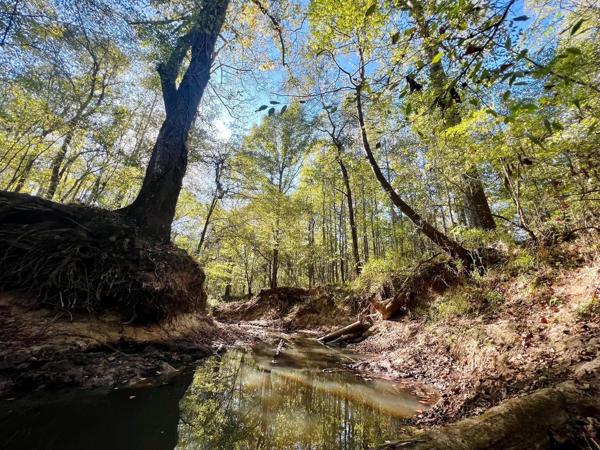 Madison County: Hunting land near the Big Black River