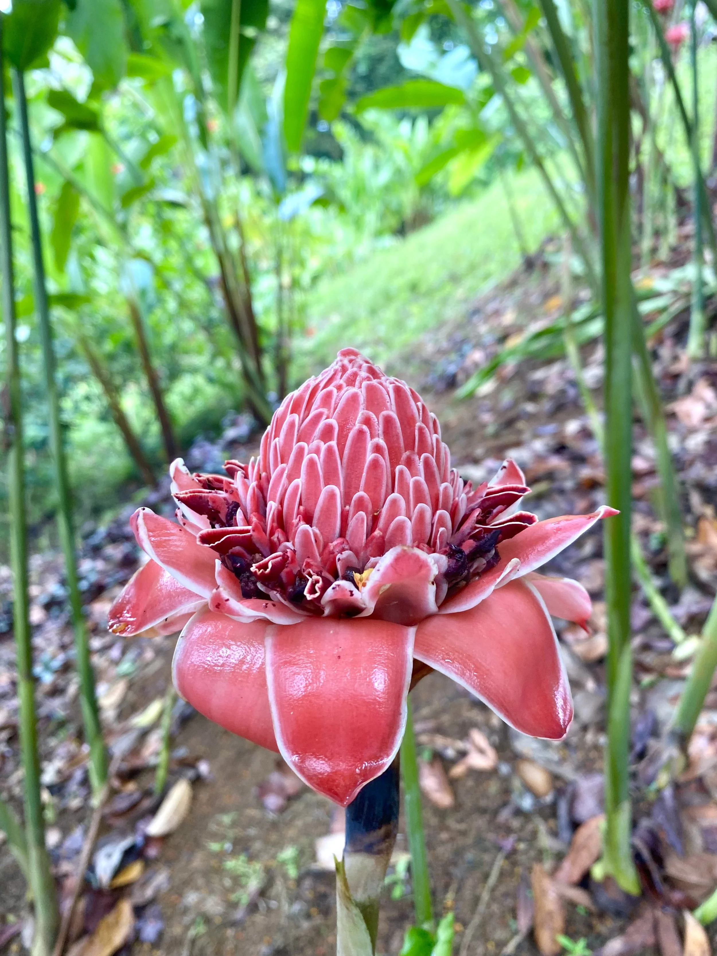 PANAMA AUTHENTIQUE retour clients lvoyage de noce .jpeg