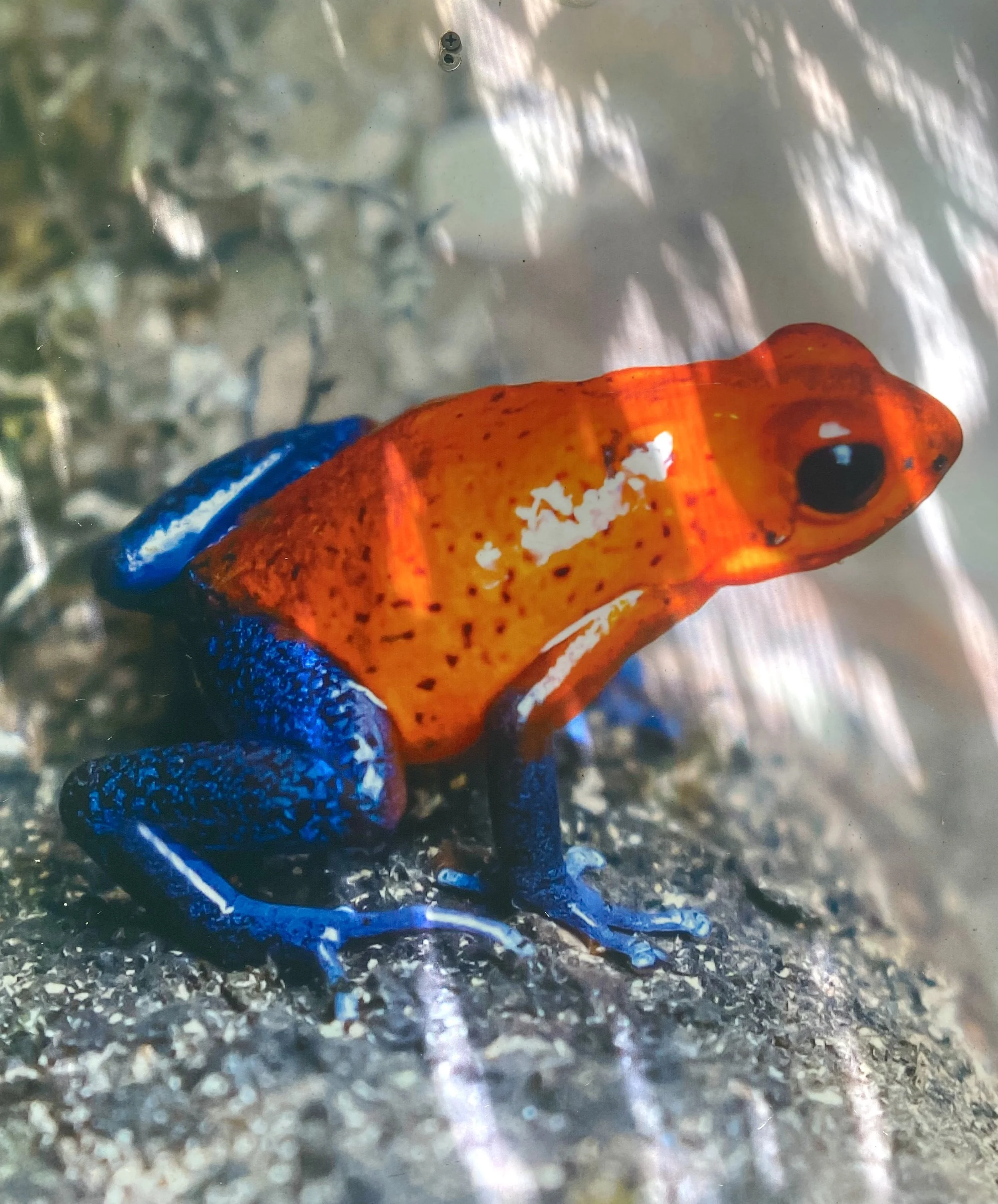 Panama Authentique Gamboa réserve grenouilles endemiques