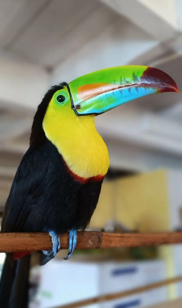 Panama Authentique Bocas del Toro abondance d'animaux toucan
