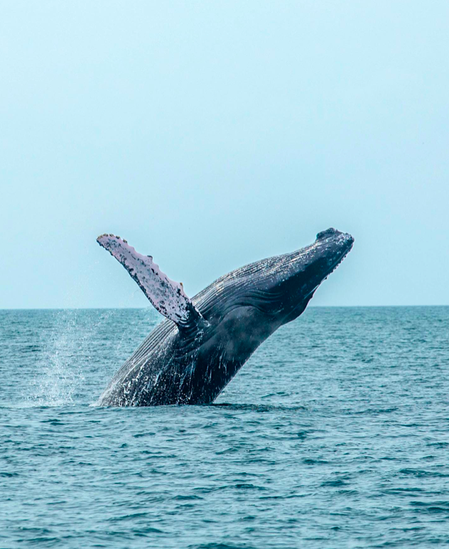 Panama Authentique ~ Baleine à bosse .png