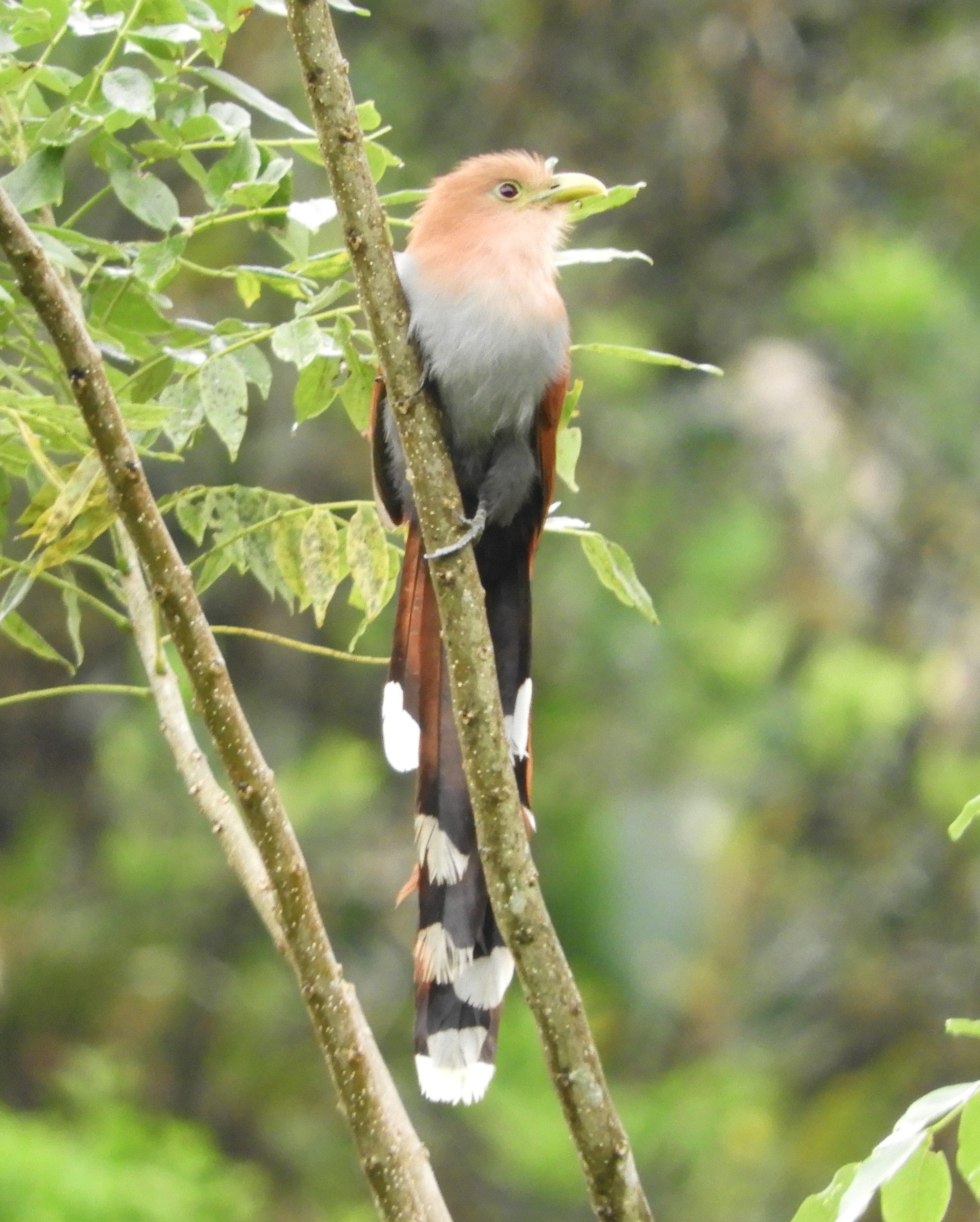 PANAMA AUTHENTIQUE retour client voyage ornithologique.JPG