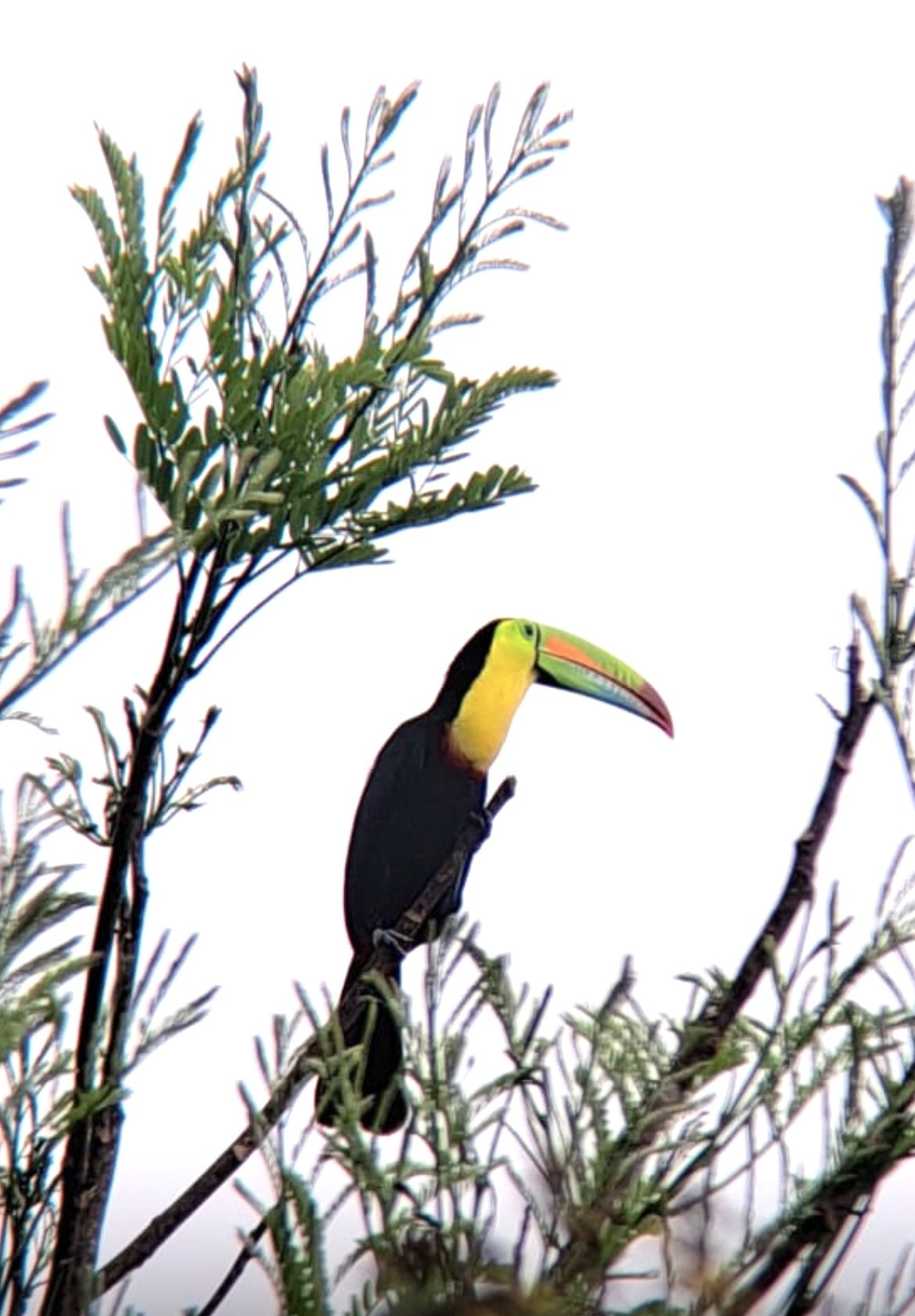 PANAMA AUTHENTIQUE retour client toucan jungle de gamboa birdwatching.jpg
