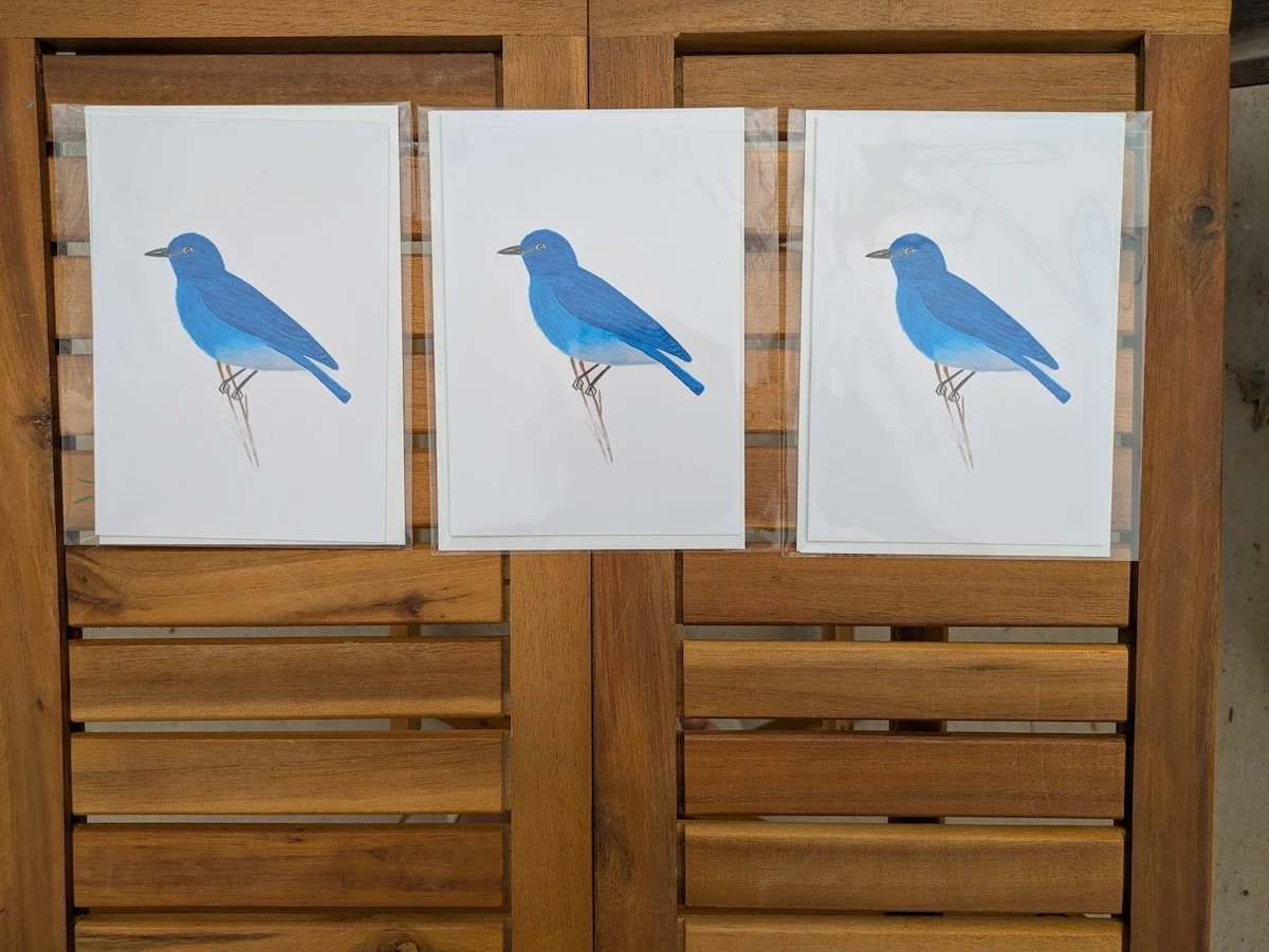 Eastern Bluebird_2_FlyFreebySophia.jpg