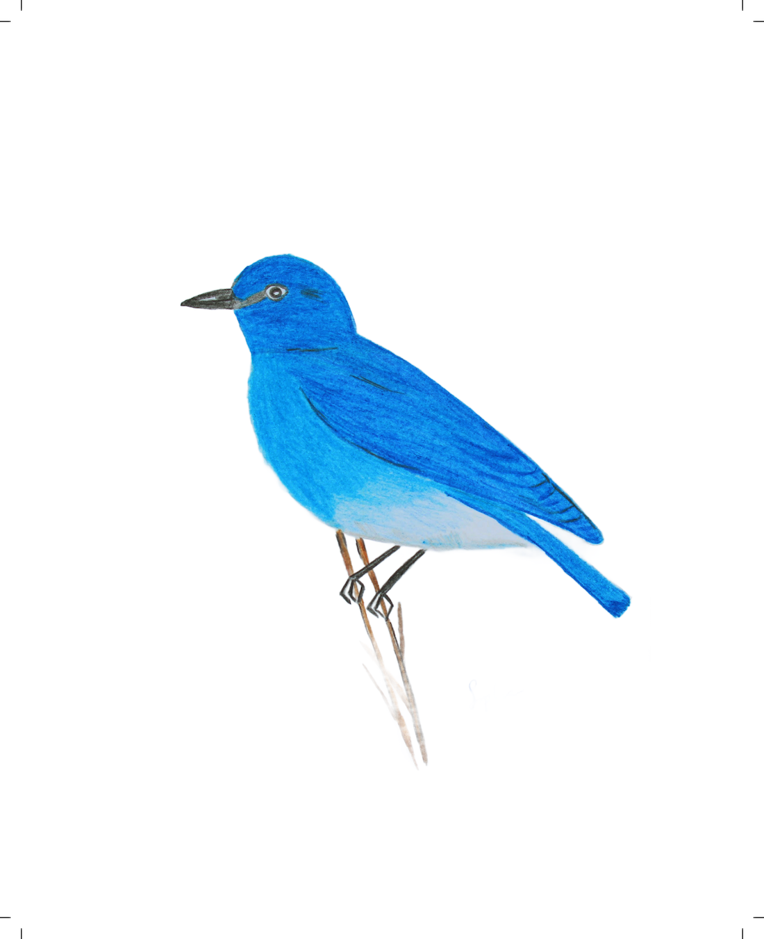 Mountain Bluebird