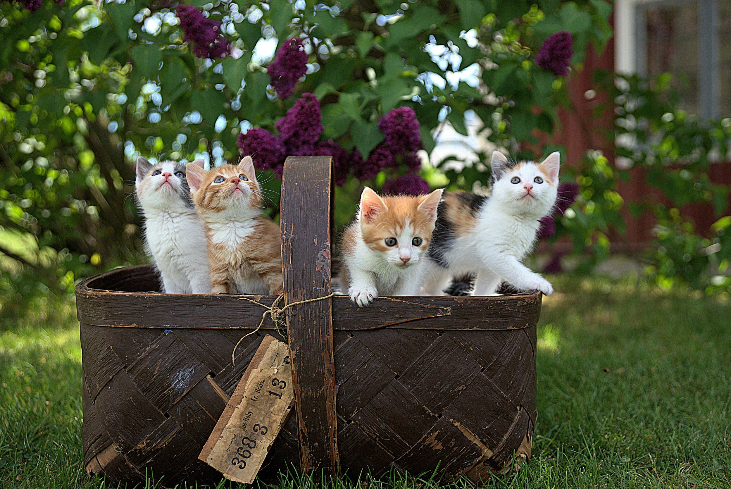 workwithme_kittens-in-basket_jari-hytonen-538885-unsplash.jpg