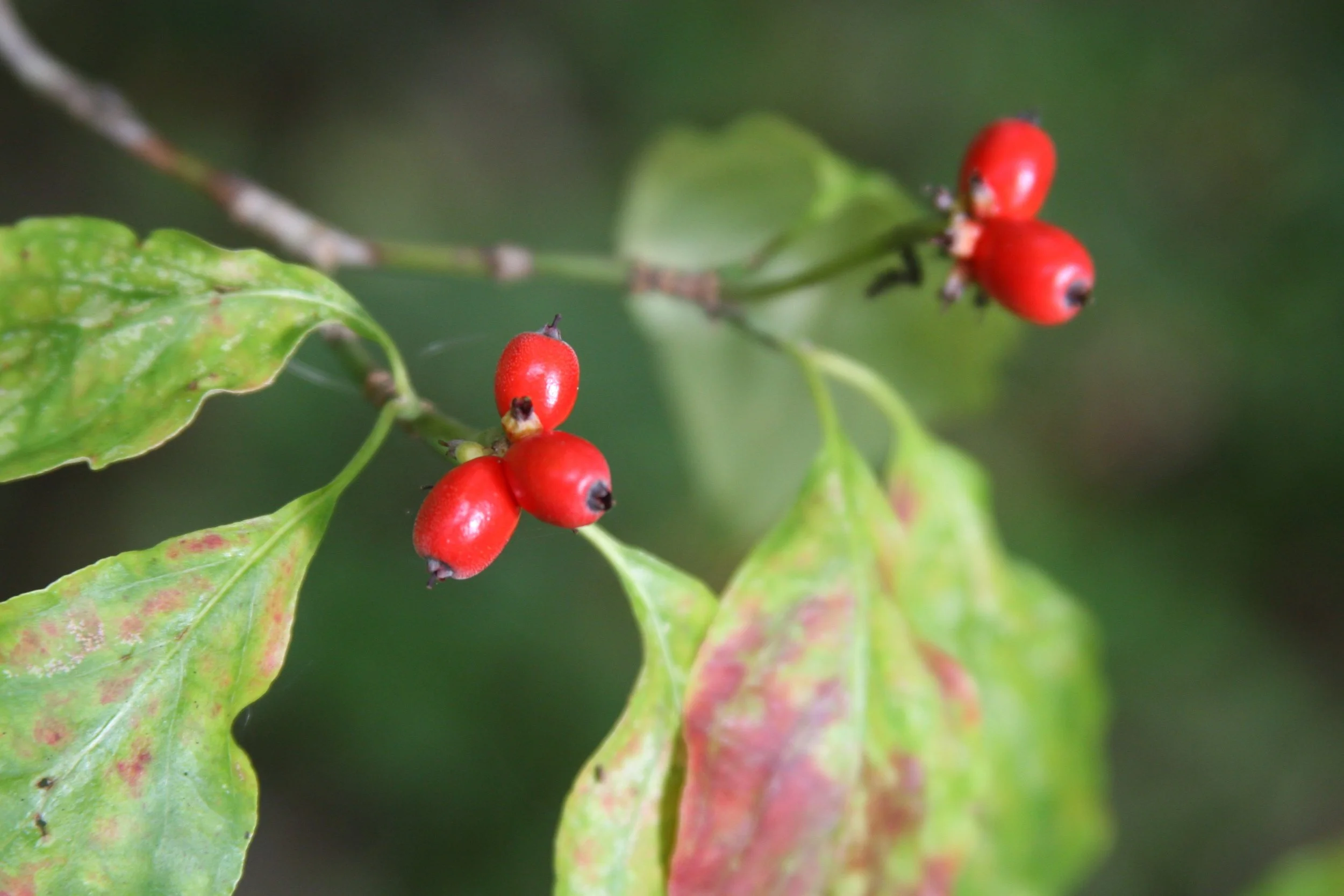 Listening to Your Inner Voice with Stillness