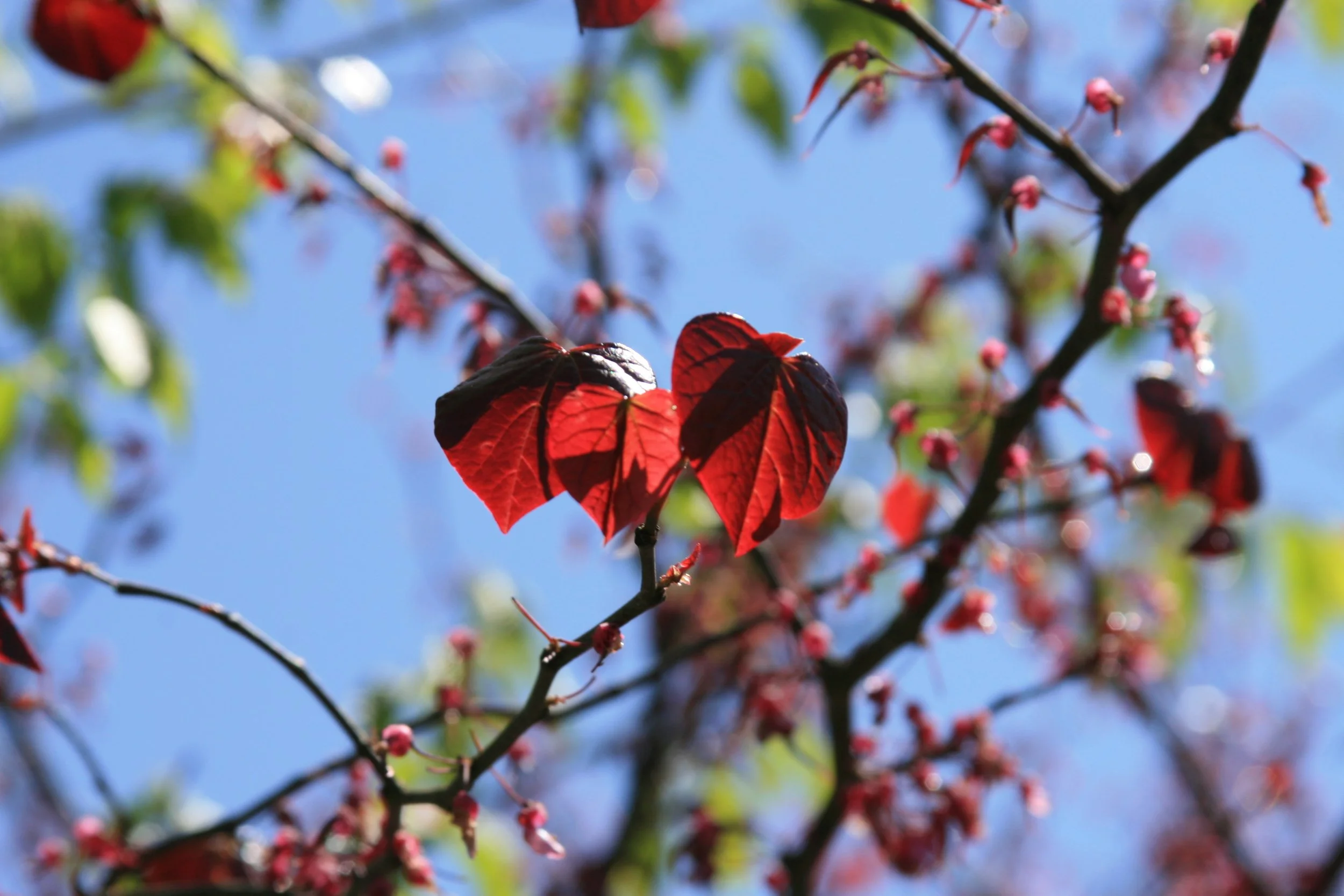 You Can Make Heart-Centered Choices