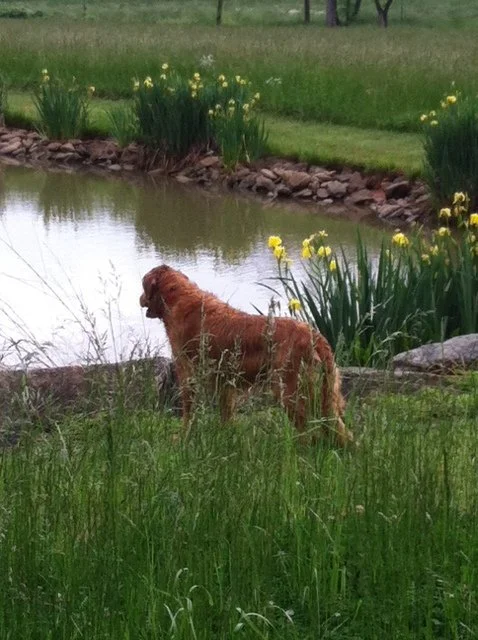 What the pond and the fish show us about acting on purpose...