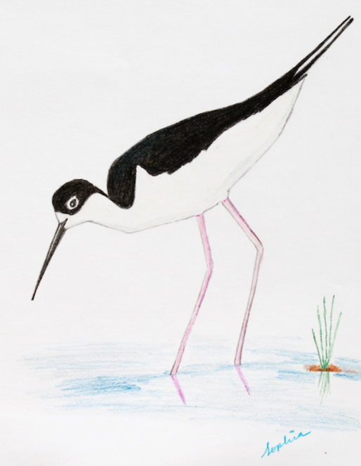 Black-necked Stilt