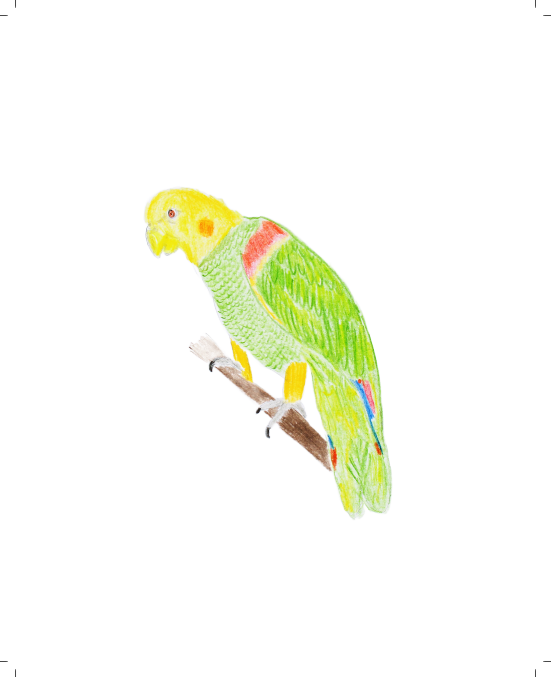 Yellow-headed Parrot