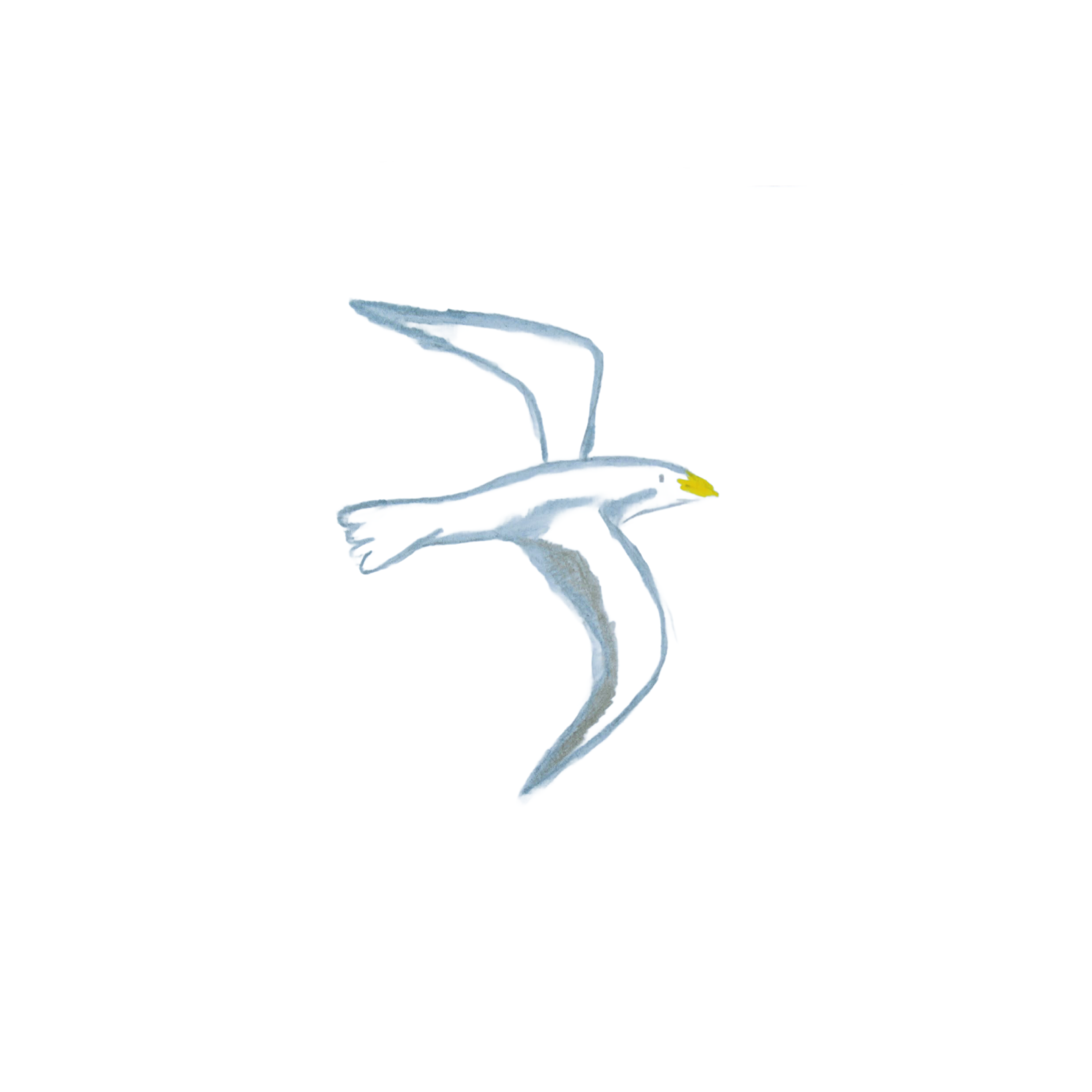 Gull