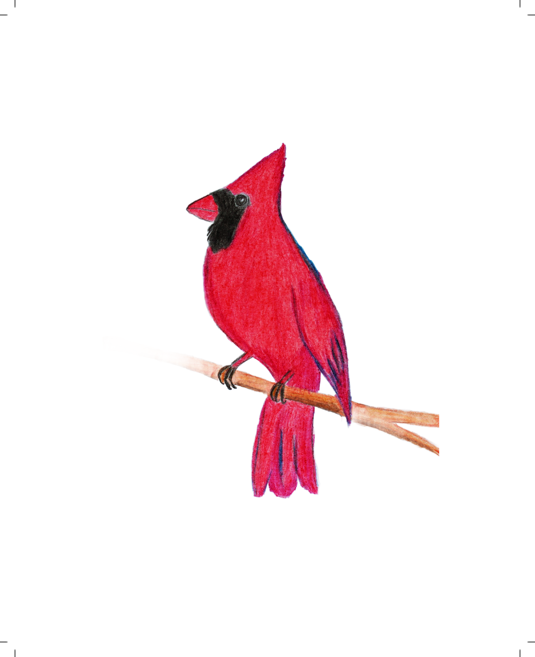 Northern Cardinal
