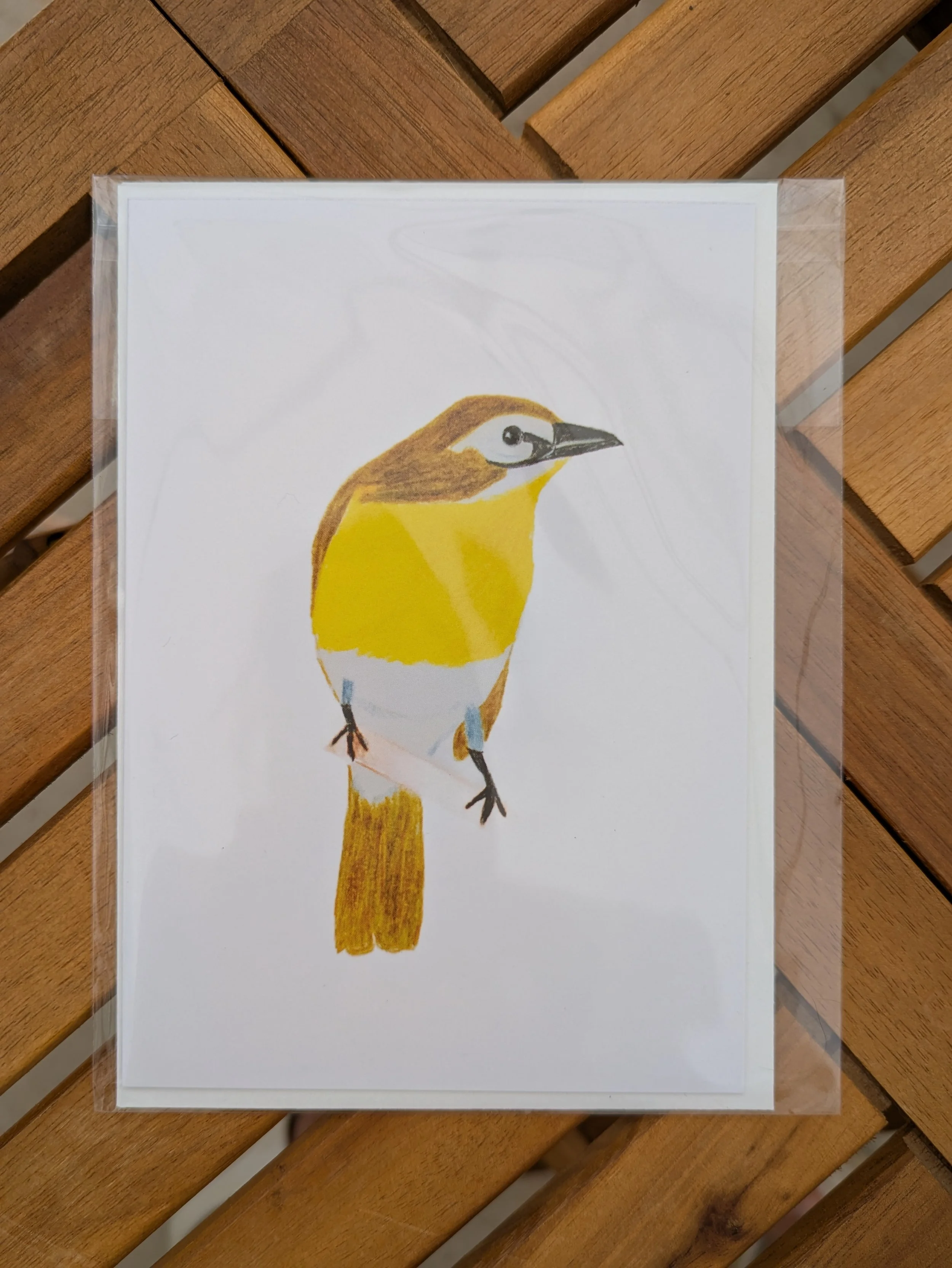 Yellow Breasted Chat_1_FlyFreebySophia.jpg