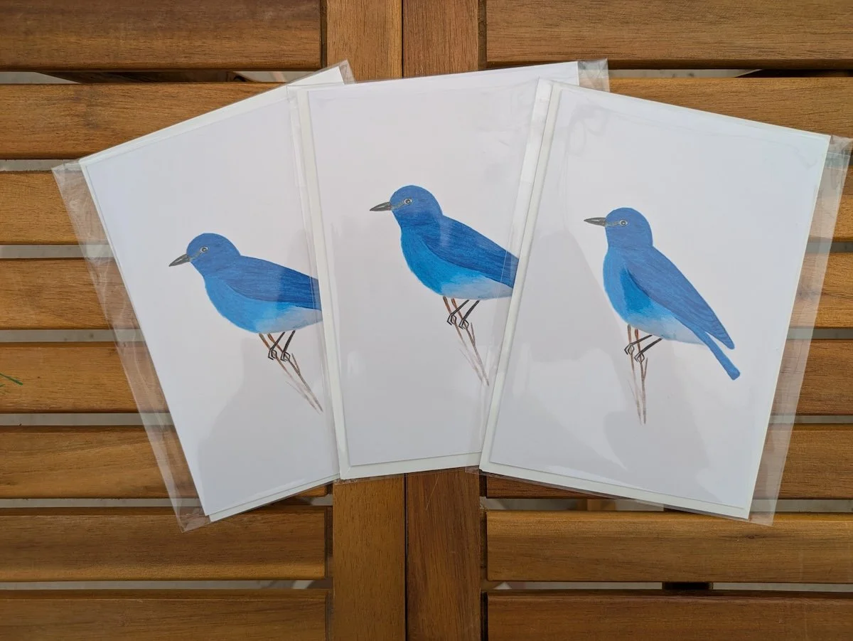 Eastern Bluebird_3_FlyFreebySophia.jpg