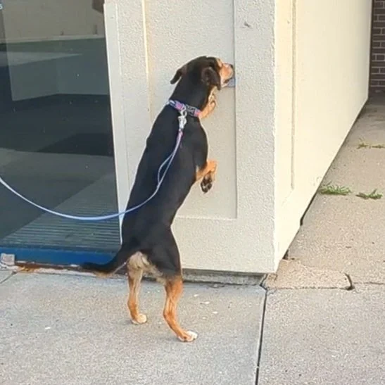 Tricolor dog reaches up to sniff hide K9 Nose Work