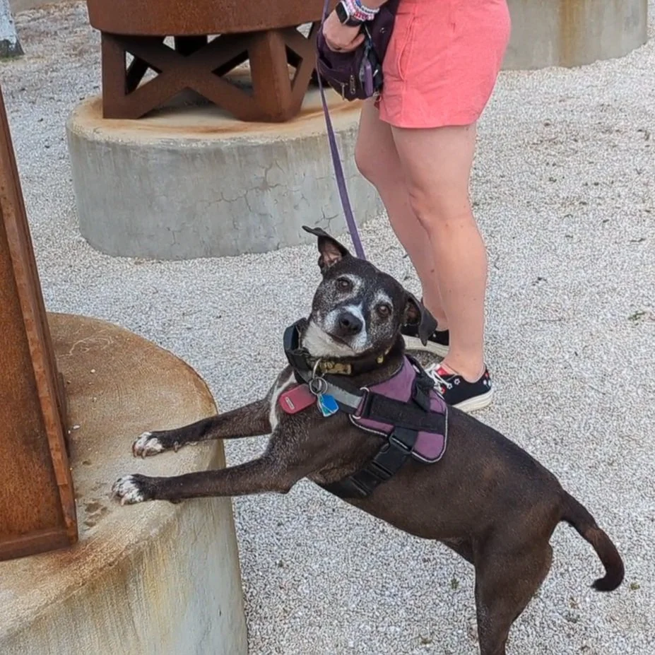 Grey and white pitbull sniffs for treat K9 nose work