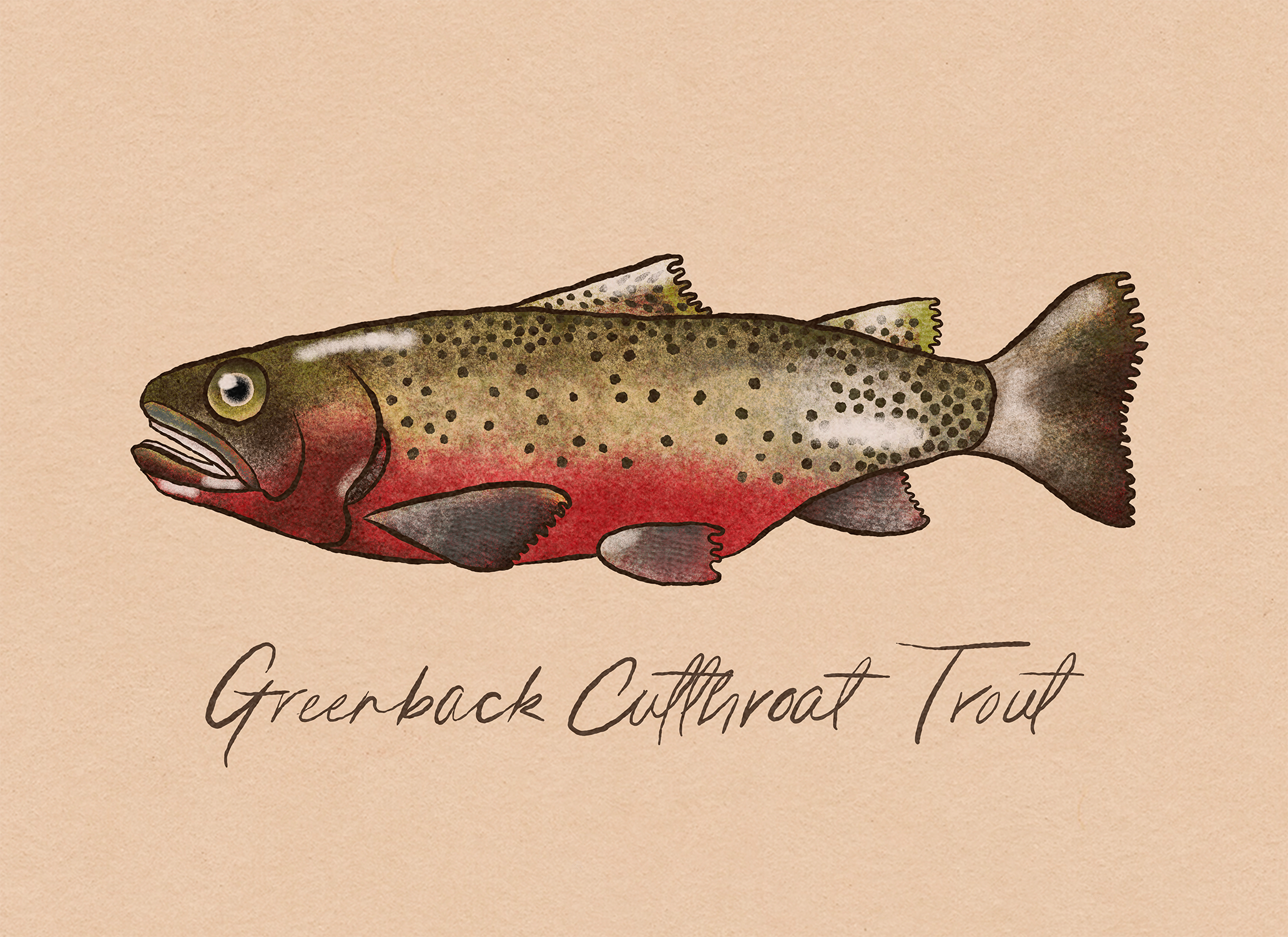 Greenback_Cutthroat_Trout.png