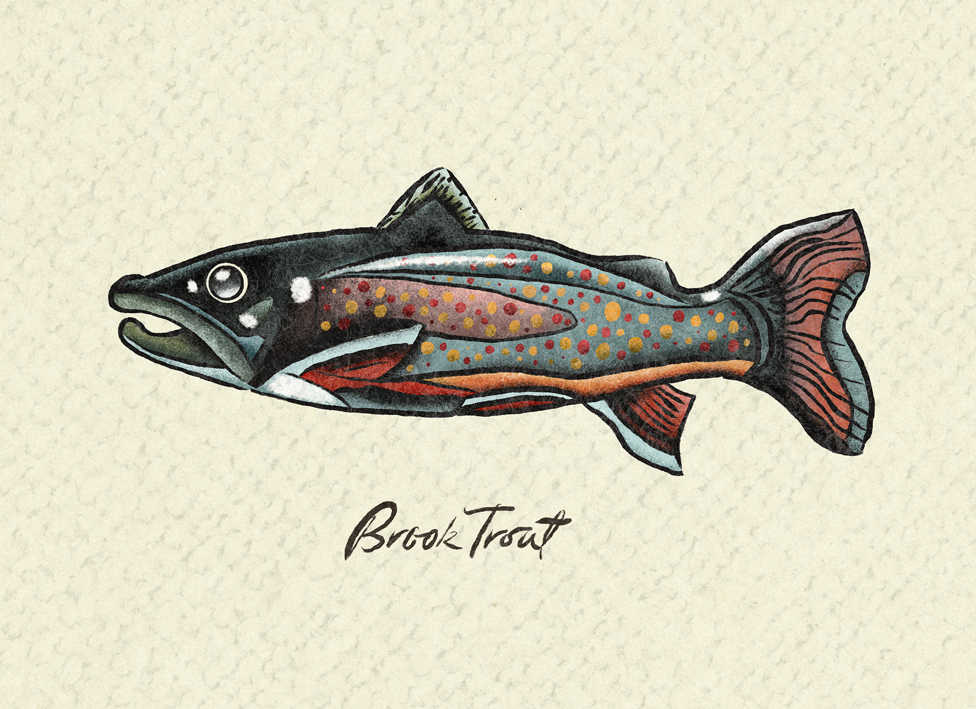 Brook_Trout.png