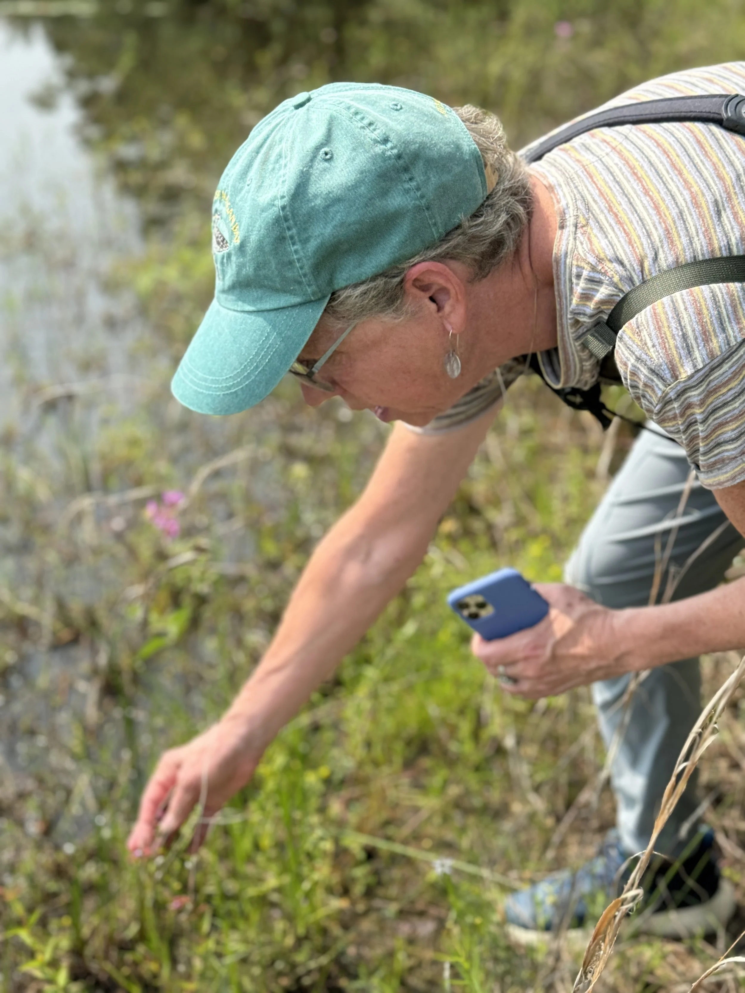 Wampanoag common lands bioblitz 2025