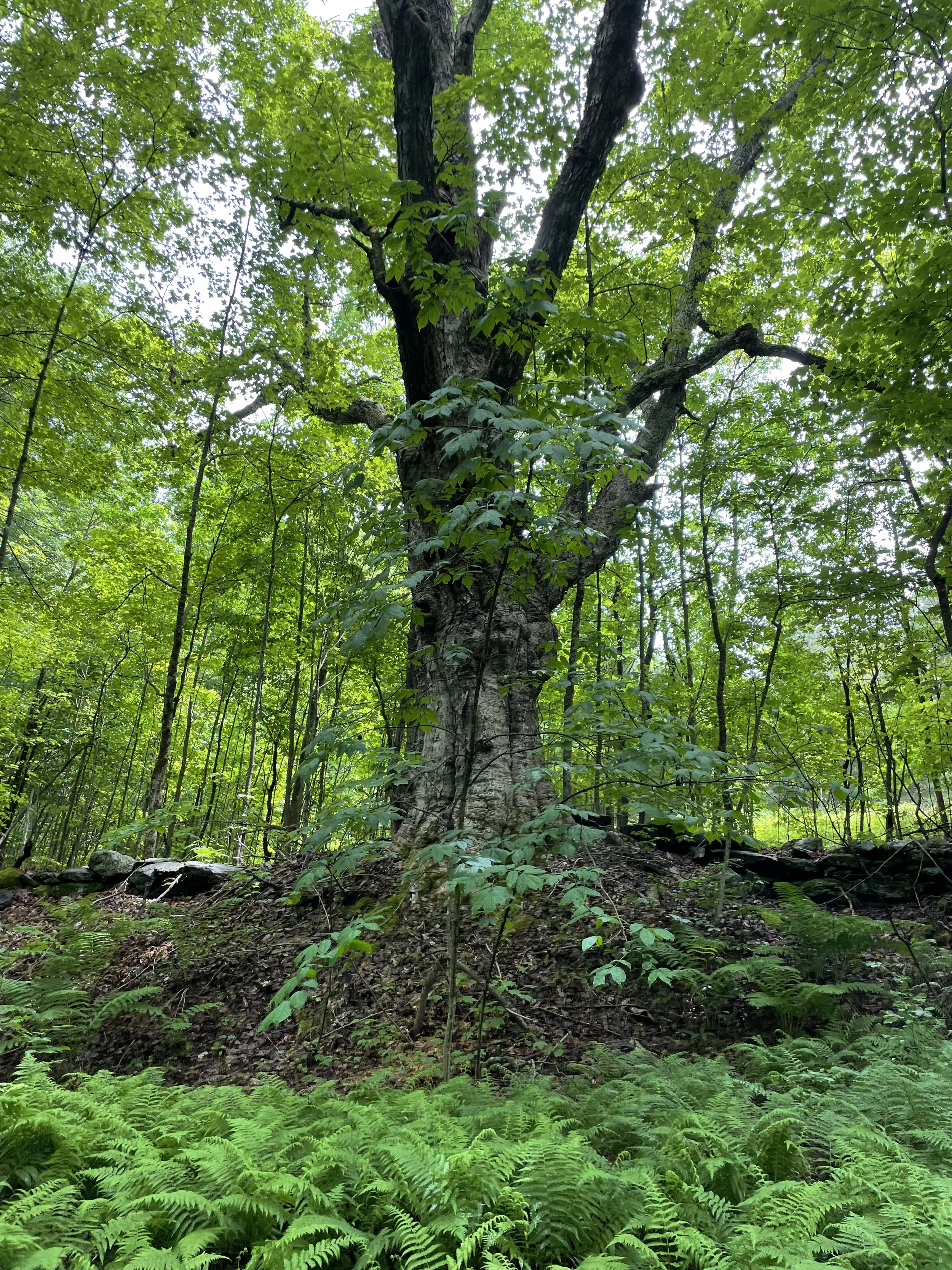 A forgotten forest remembered