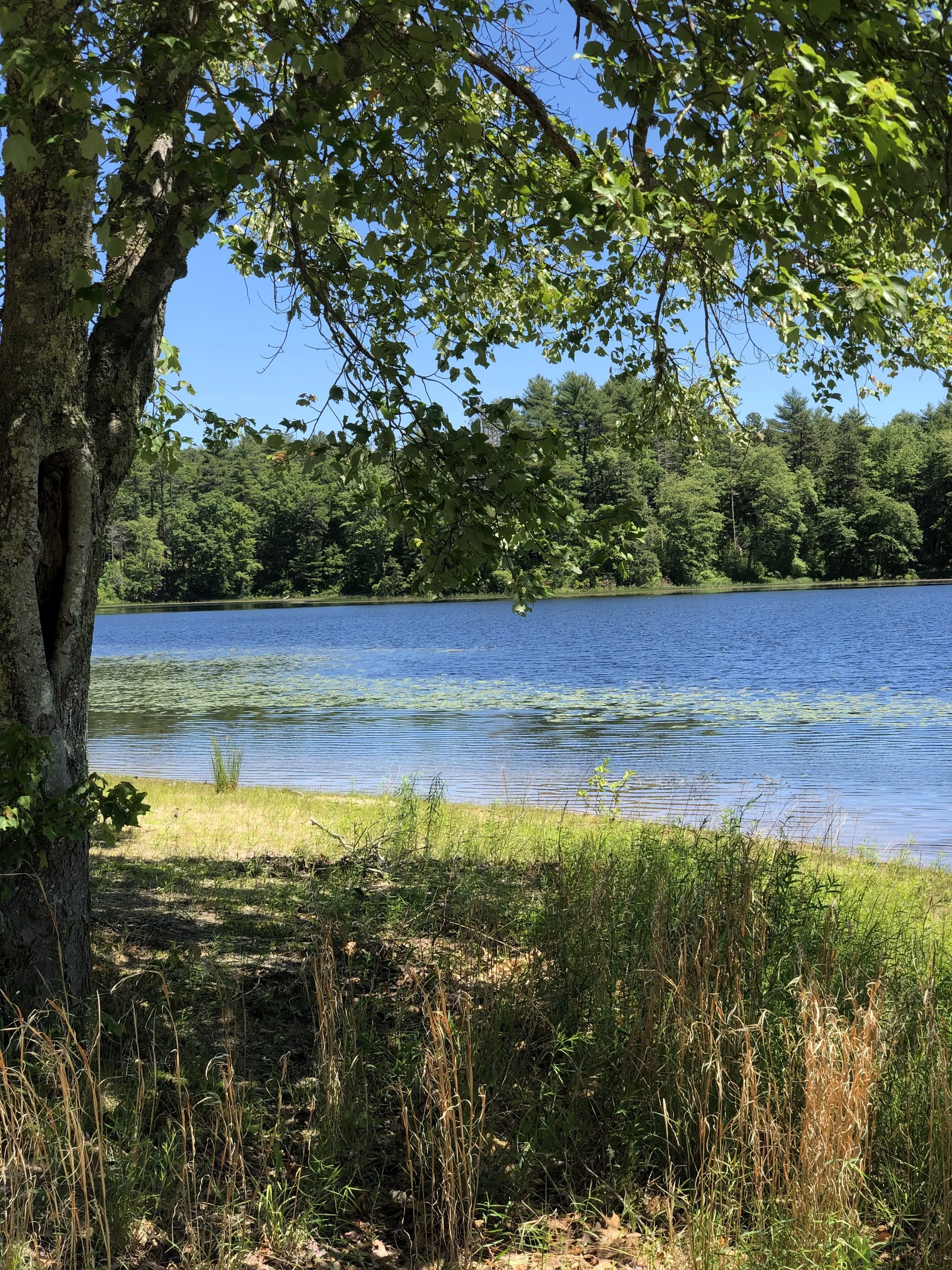 Land Care wampanoag Common Lands