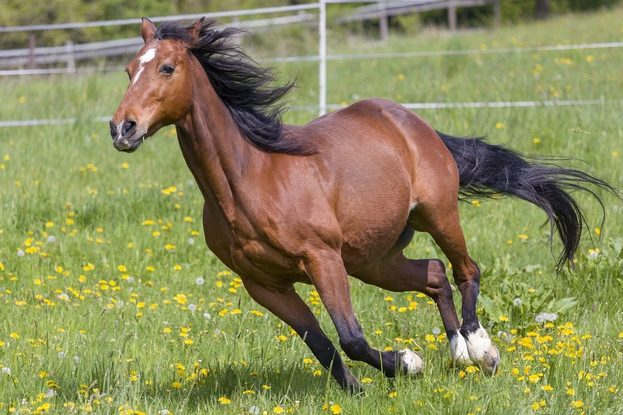 Year of the Fire Horse: Harnessing Intensity with Hypnotherapy &amp; Yoga Nidra