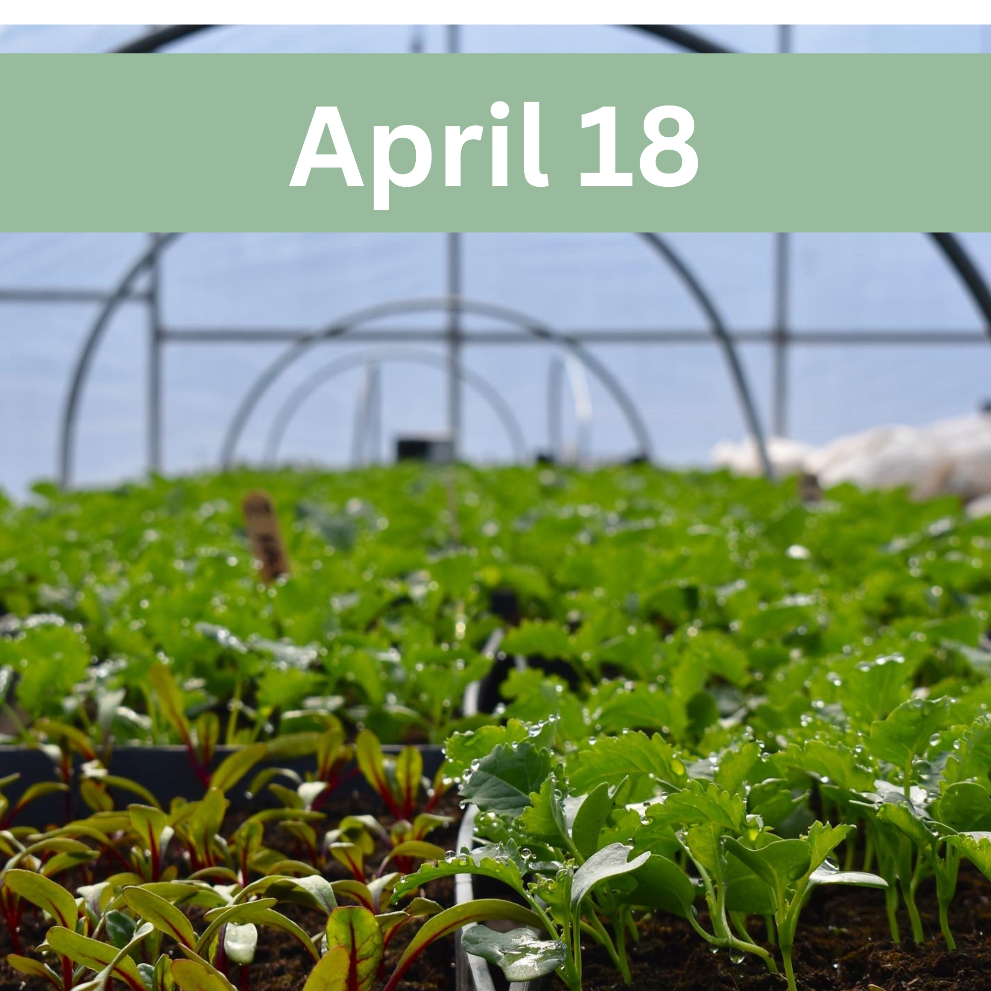 Farm Open House + Plant Sale