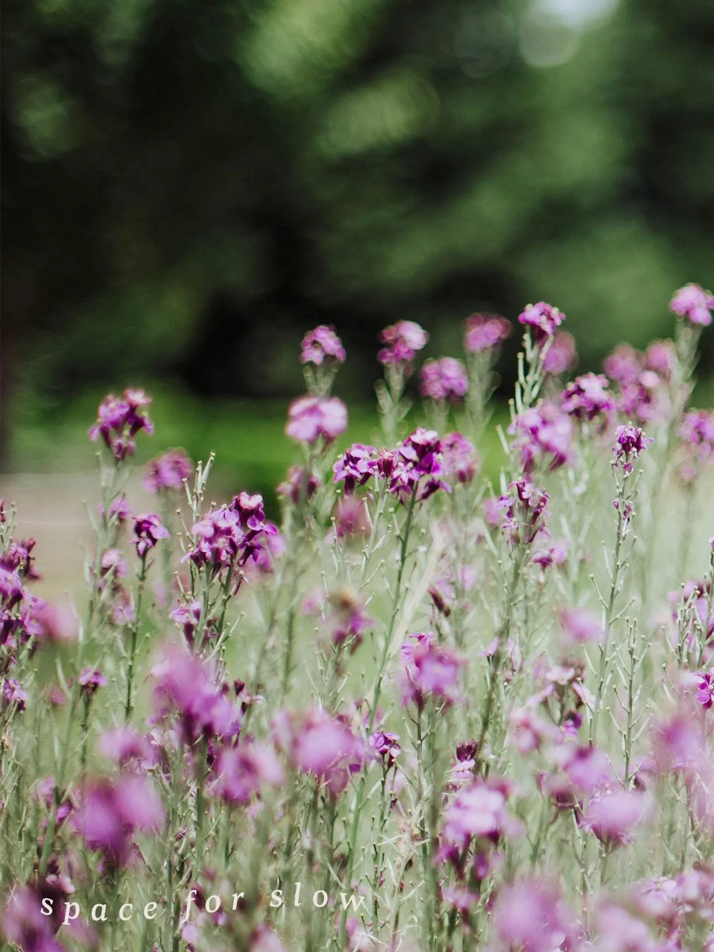 💜💜💜💜💜💜💜💜💜💜💜

Spring has sprung! We&rsquo;ve got some lovely new additions to the menu that our team is proud to share! New cocktails, sandwiches, lattes, matcha, Iced coffees, beers, ++++

Come say hey! 😚