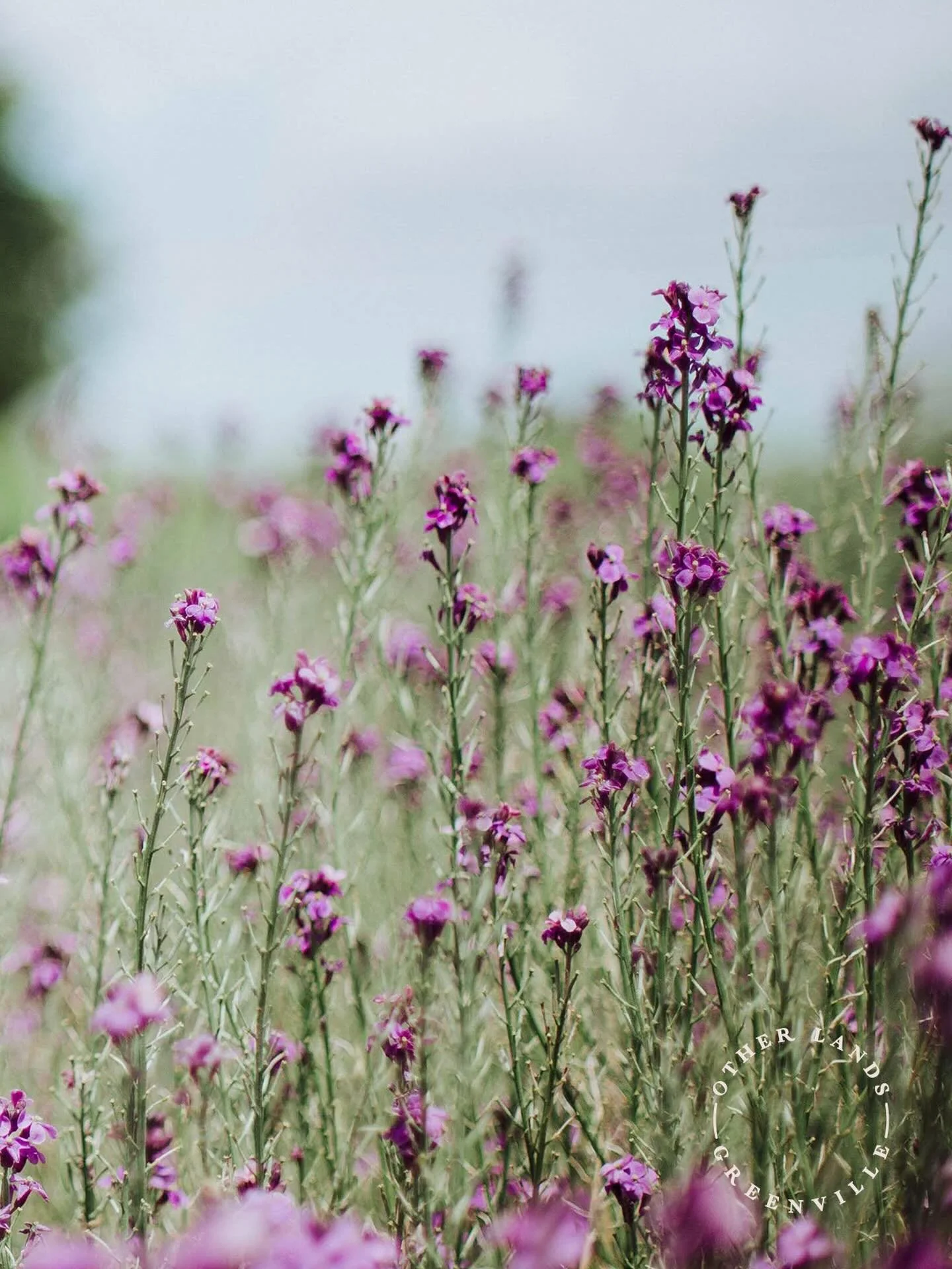 💜💜💜💜💜💜💜💜💜💜💜

Spring has sprung! We&rsquo;ve got some lovely new additions to the menu that our team is proud to share! New cocktails, sandwiches, lattes, matcha, Iced coffees, beers, ++++

Come say hey! 😚