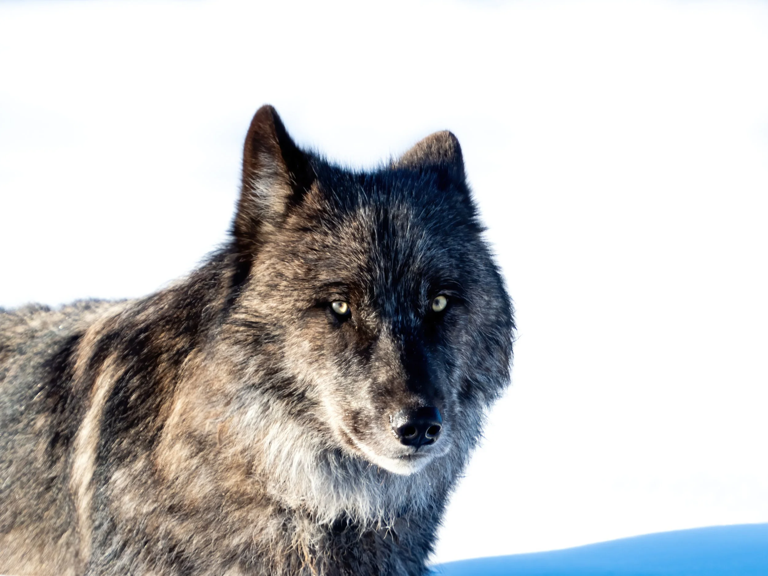 Understand Fear Final v1 (Denoise).jpeg